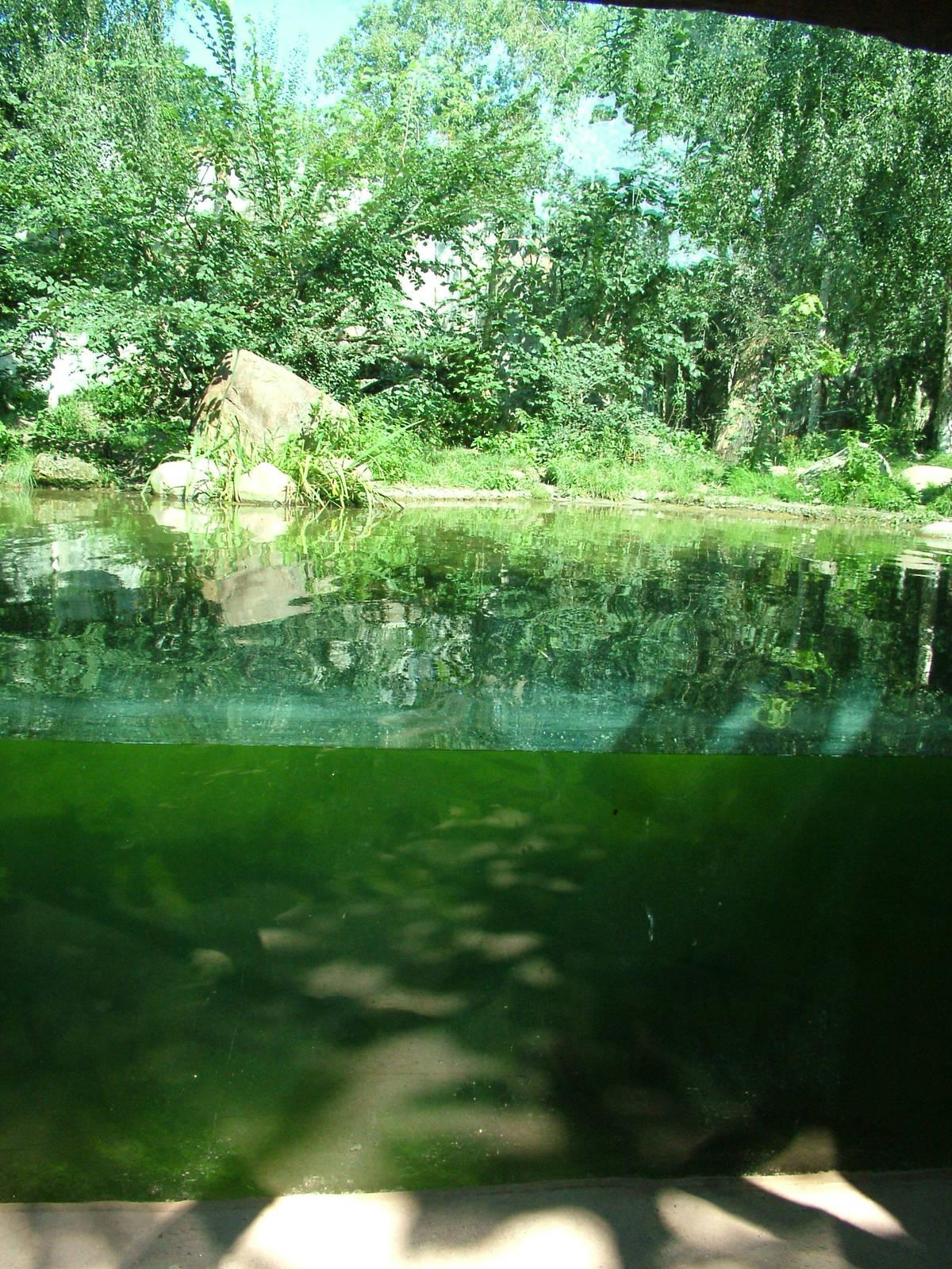 Underwater Tiger Viewing at Leipzig, 02/09/11