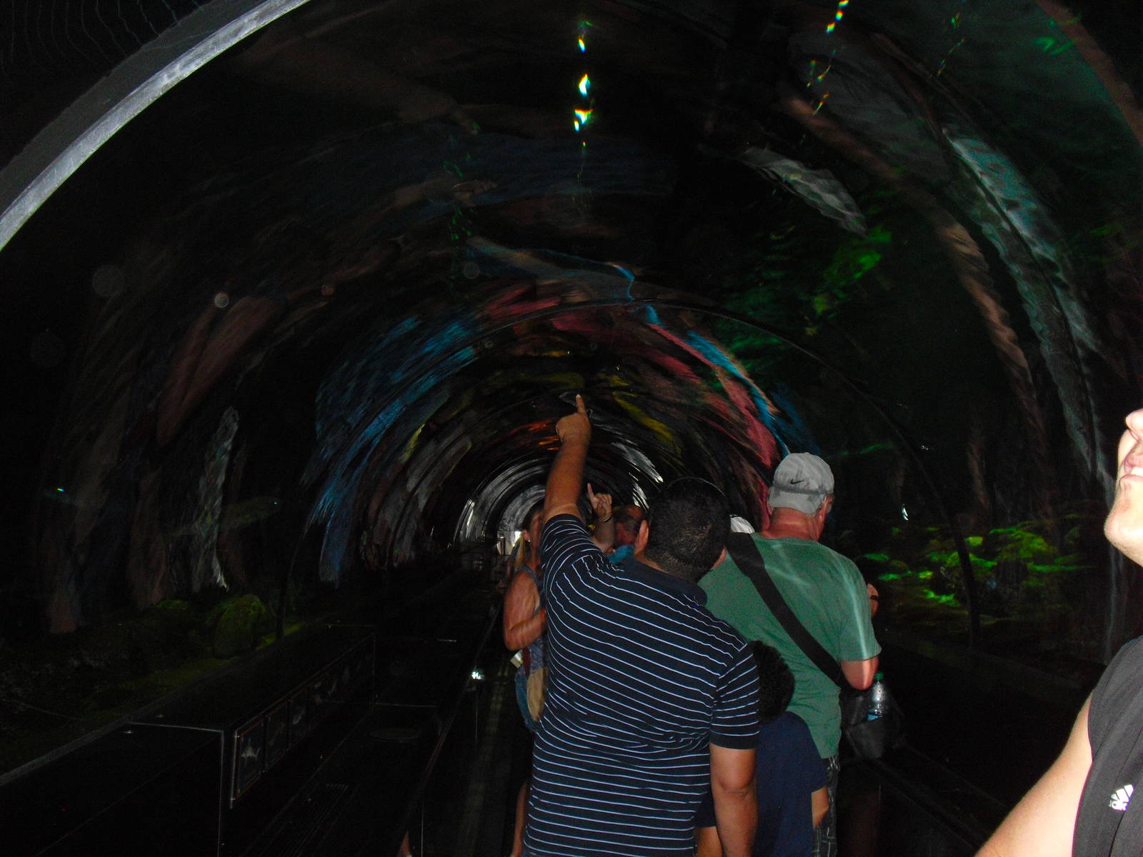 Underwater Tunnel at SeaWorld Orlando