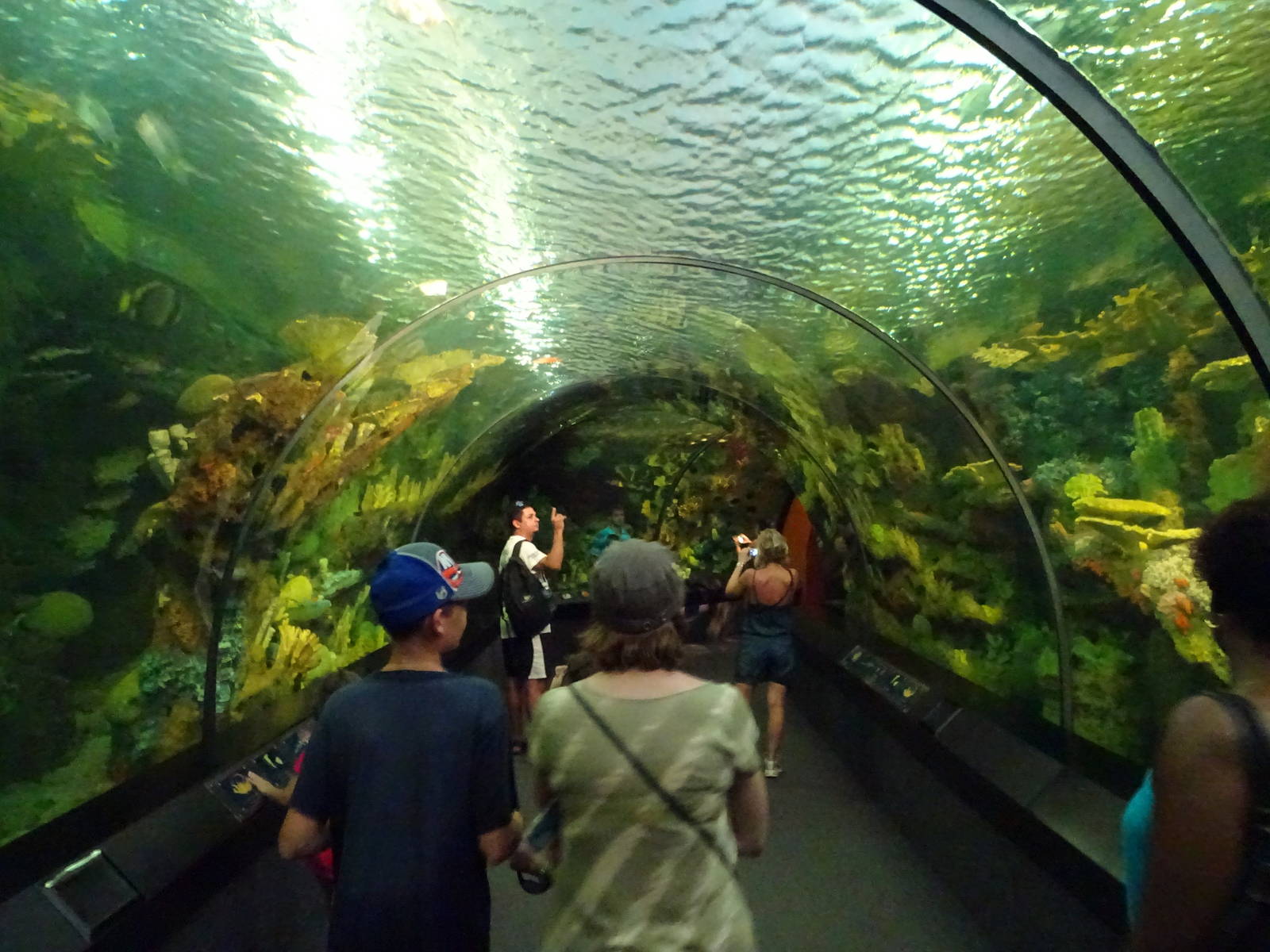 Underwater Tunnel at SeaWorld Orlando