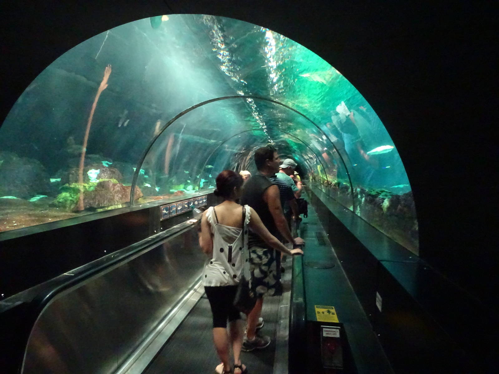 Underwater Tunnel at SeaWorld Orlando