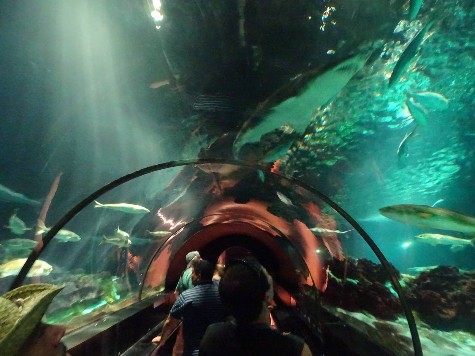 Underwater Tunnel at SeaWorld Orlando
