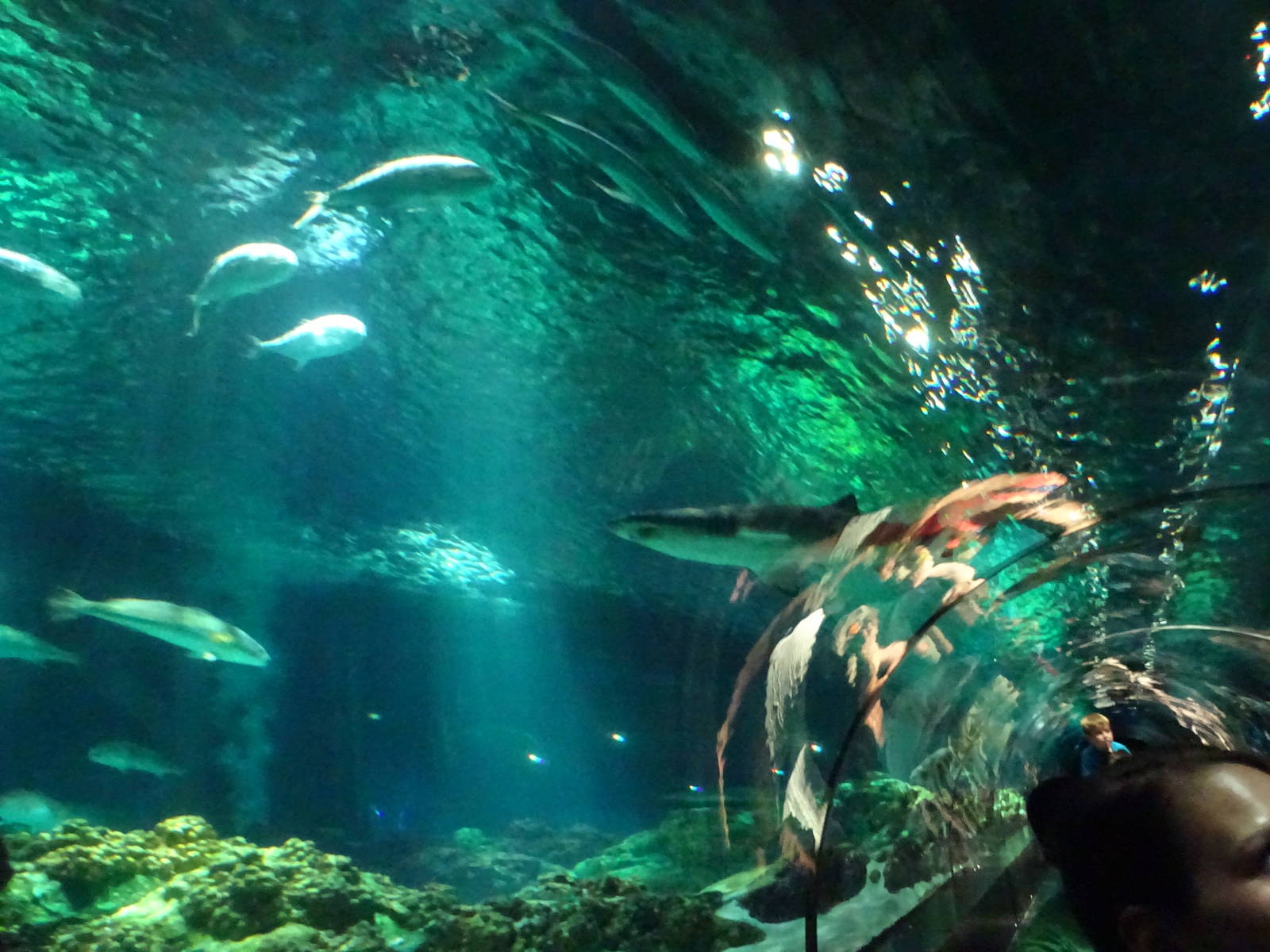 Underwater Tunnel at SeaWorld Orlando