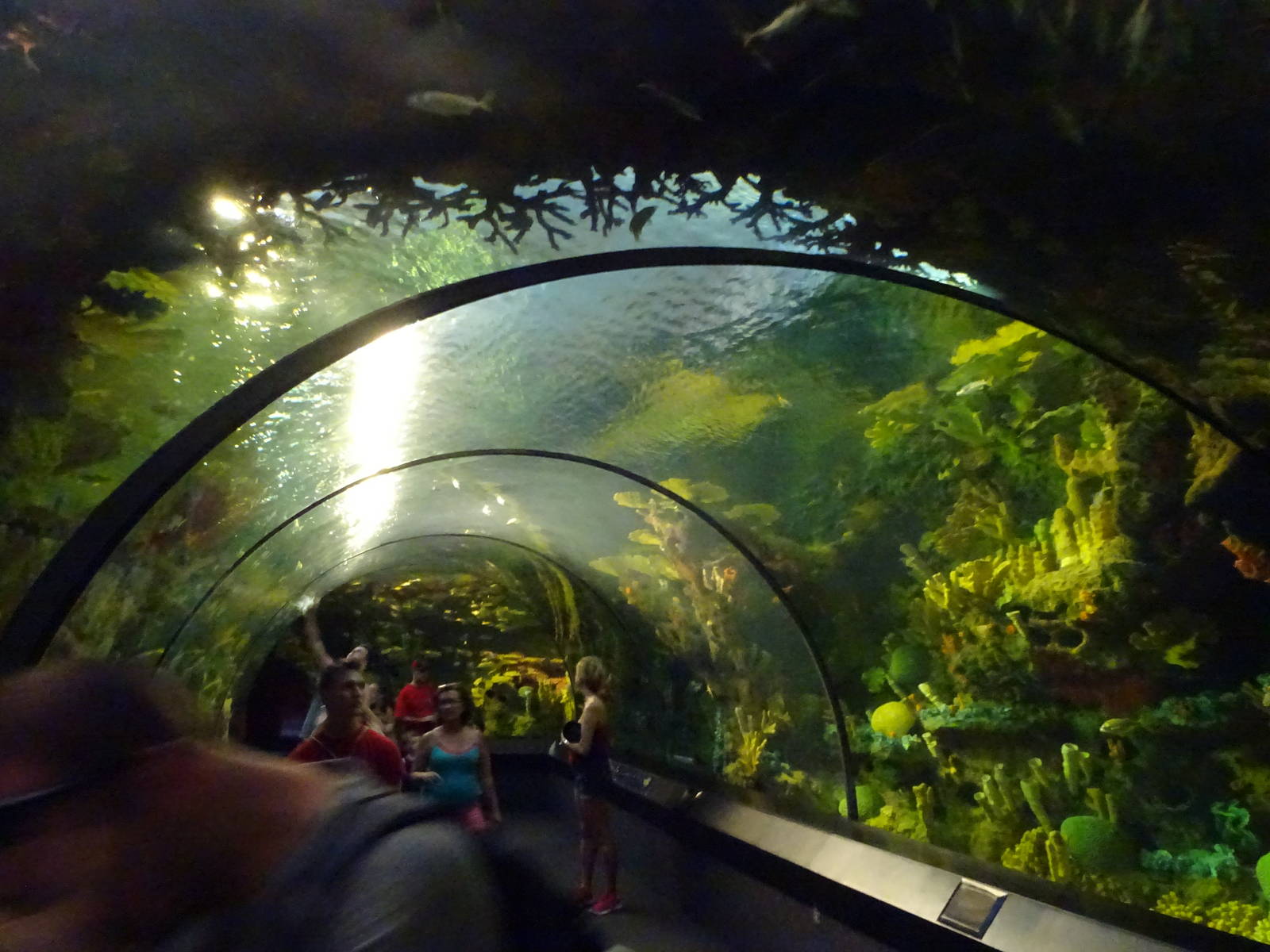 Underwater Tunnel at SeaWorld Orlando