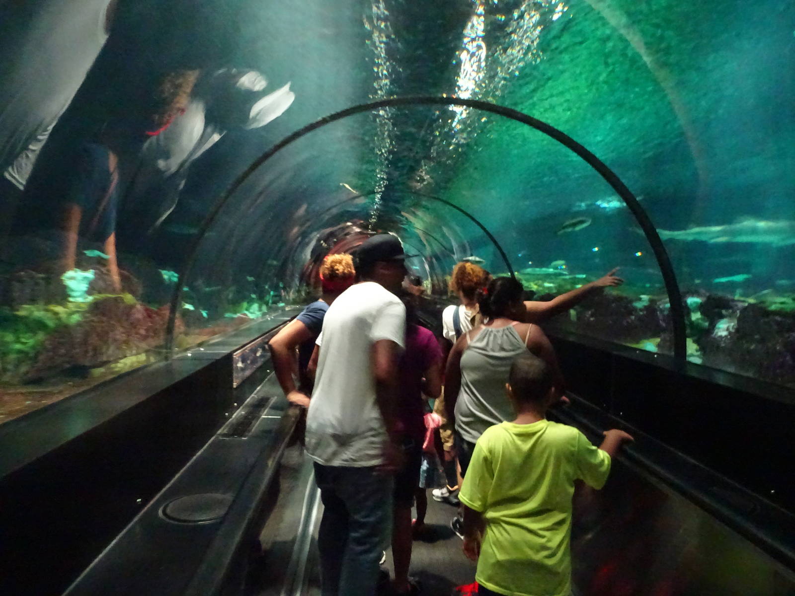 Underwater Tunnel at SeaWorld Orlando