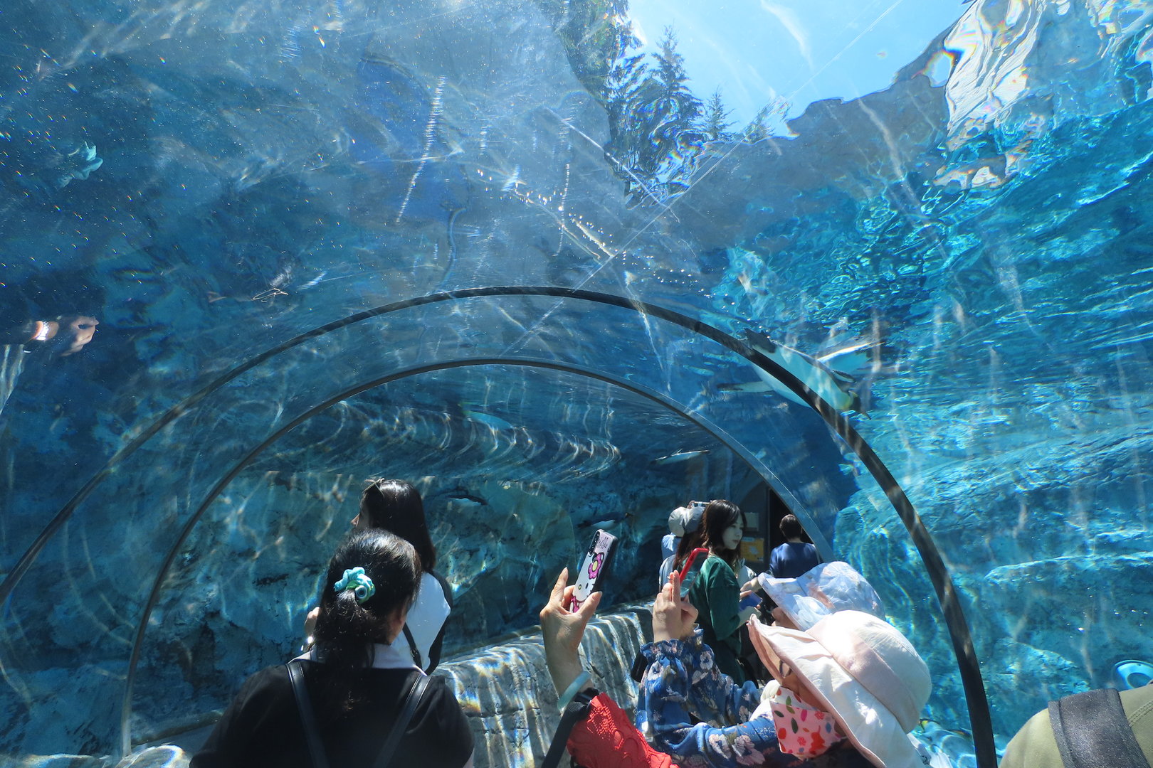 Underwater tunnel for penguins