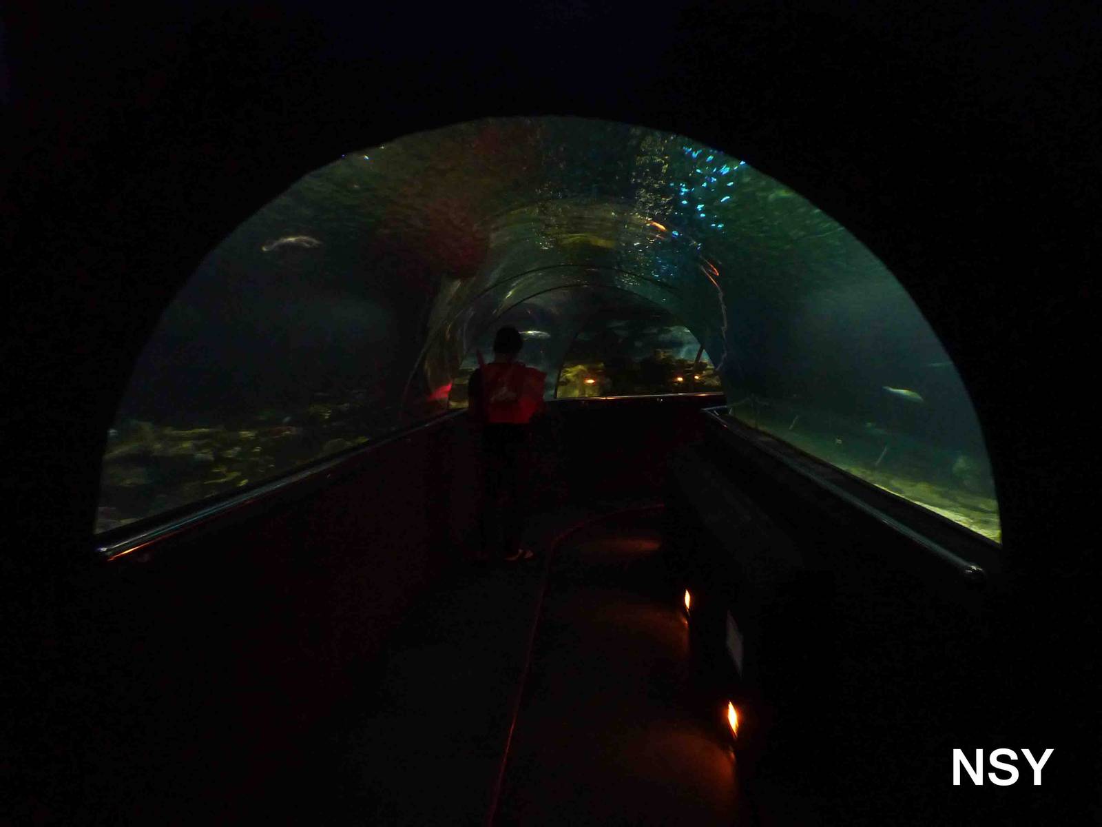 Underwater tunnel, May 2013.