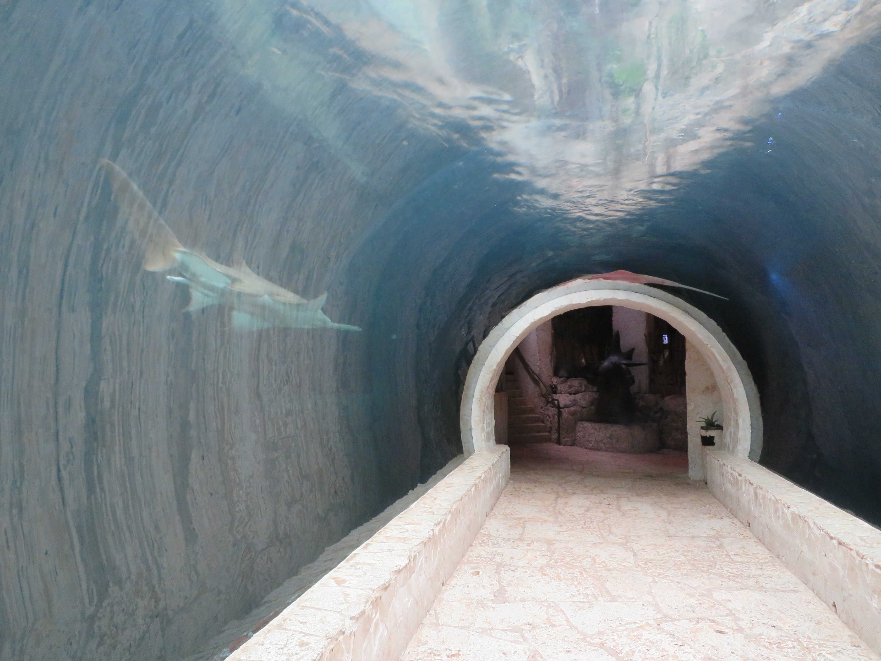 Underwater Tunnel w/ Sawfishes