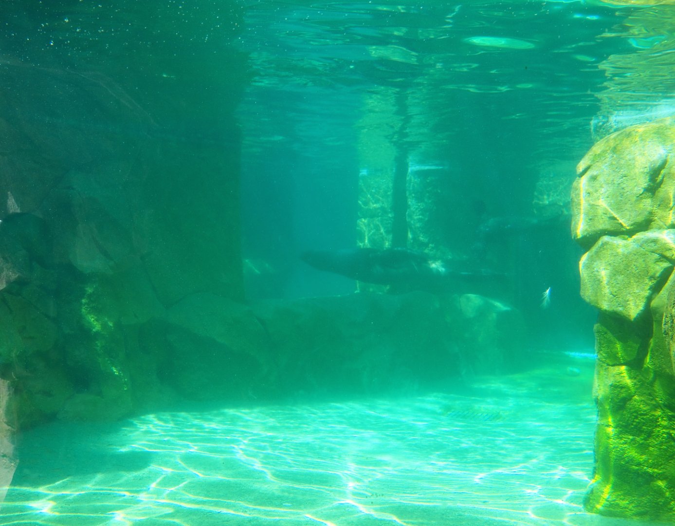 Underwater view Cape fur seal basin, 2021-09-03