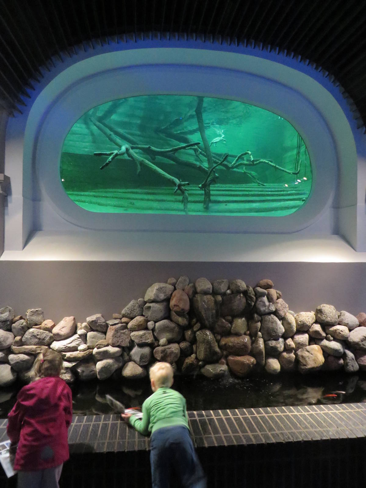 Underwater view crocodiles