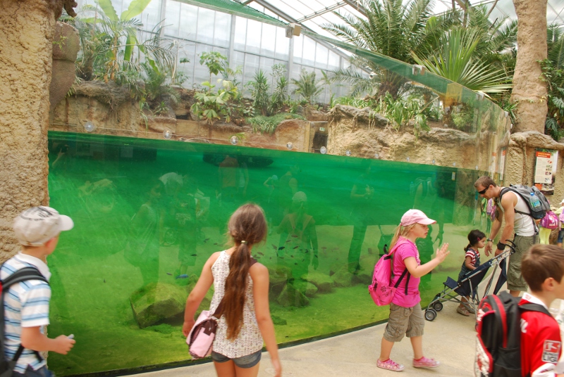 Underwater view - Crocs