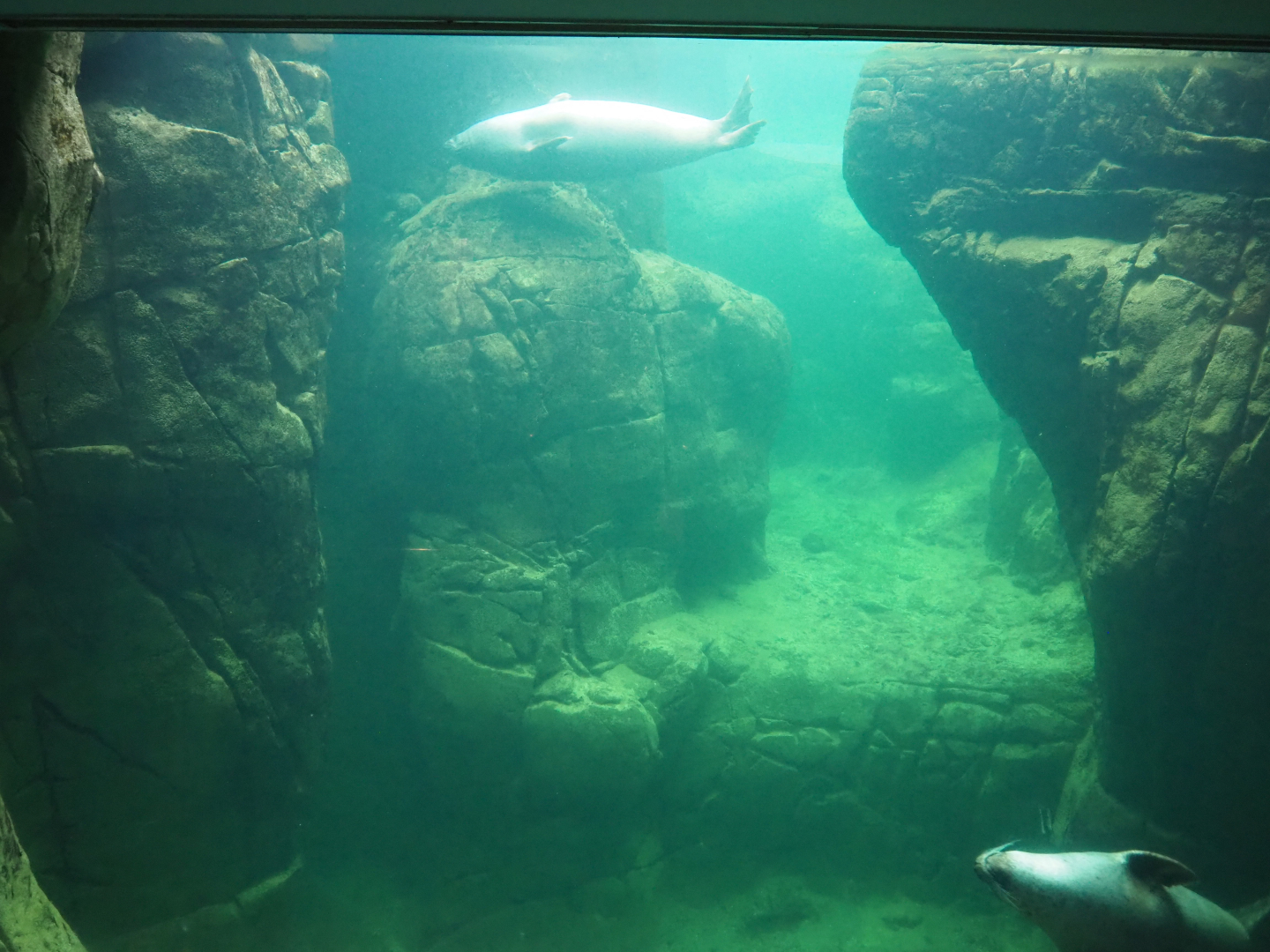 Underwater view harbor seals, 2020-05-24