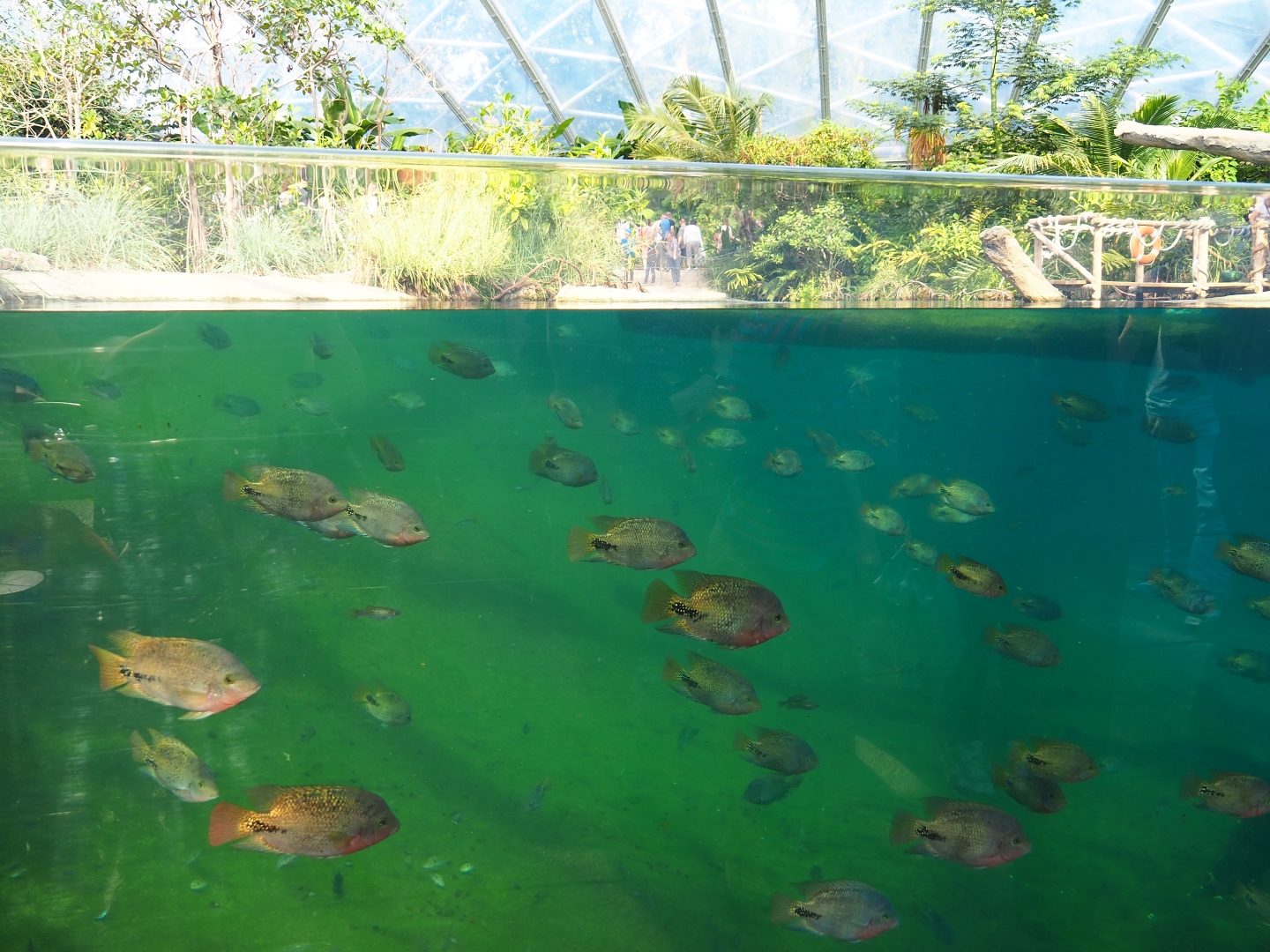 Underwater view into the manatee pool (Sep 16th, 2018)