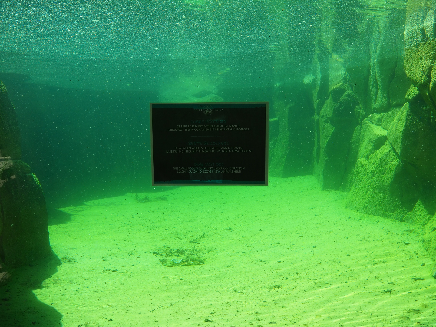 Underwater view into the pool of the exhibit under renovation next to the Cape fur seal exhibit, 2022-06-28