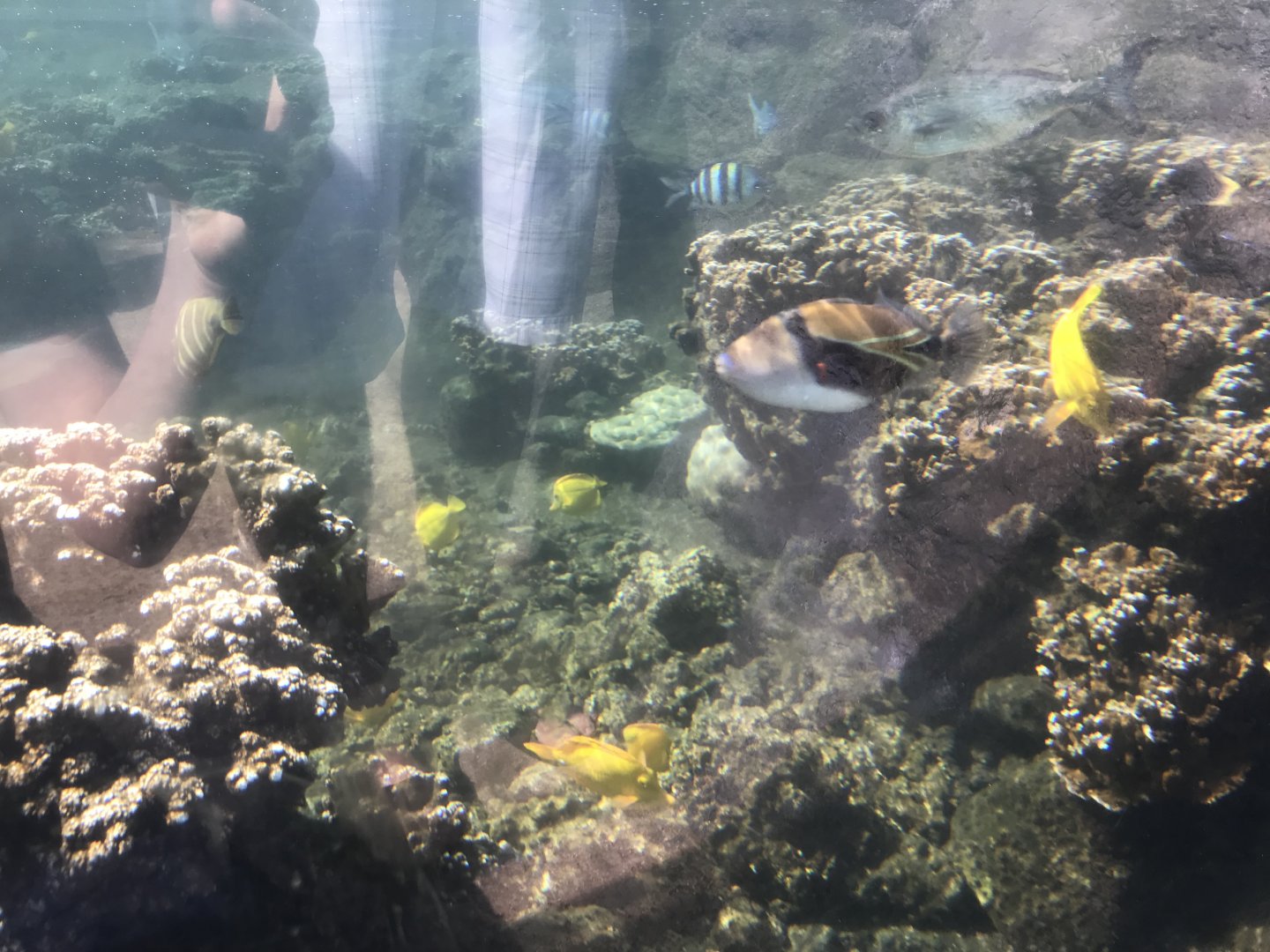 Underwater view of Edge of the Reef