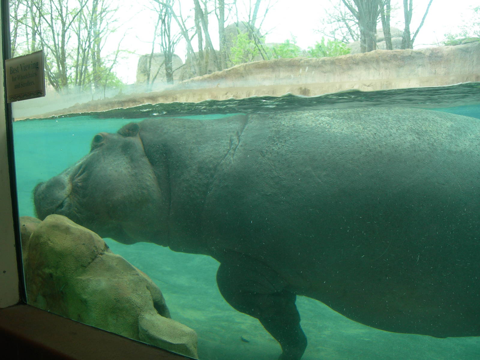 Underwater view of Hippo