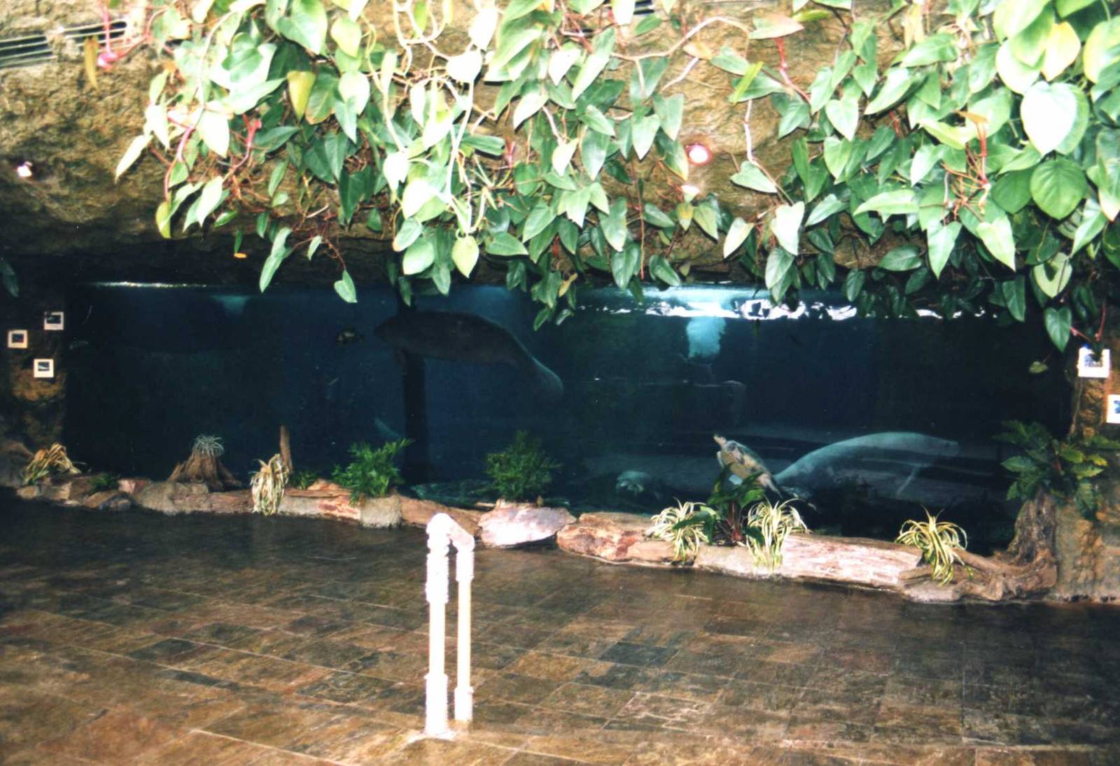 Underwater View of Manati Exhibit