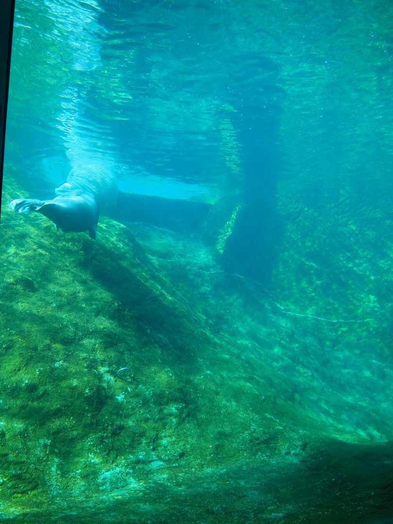 Underwater view of Pacific walrus pool, 2023-05-16