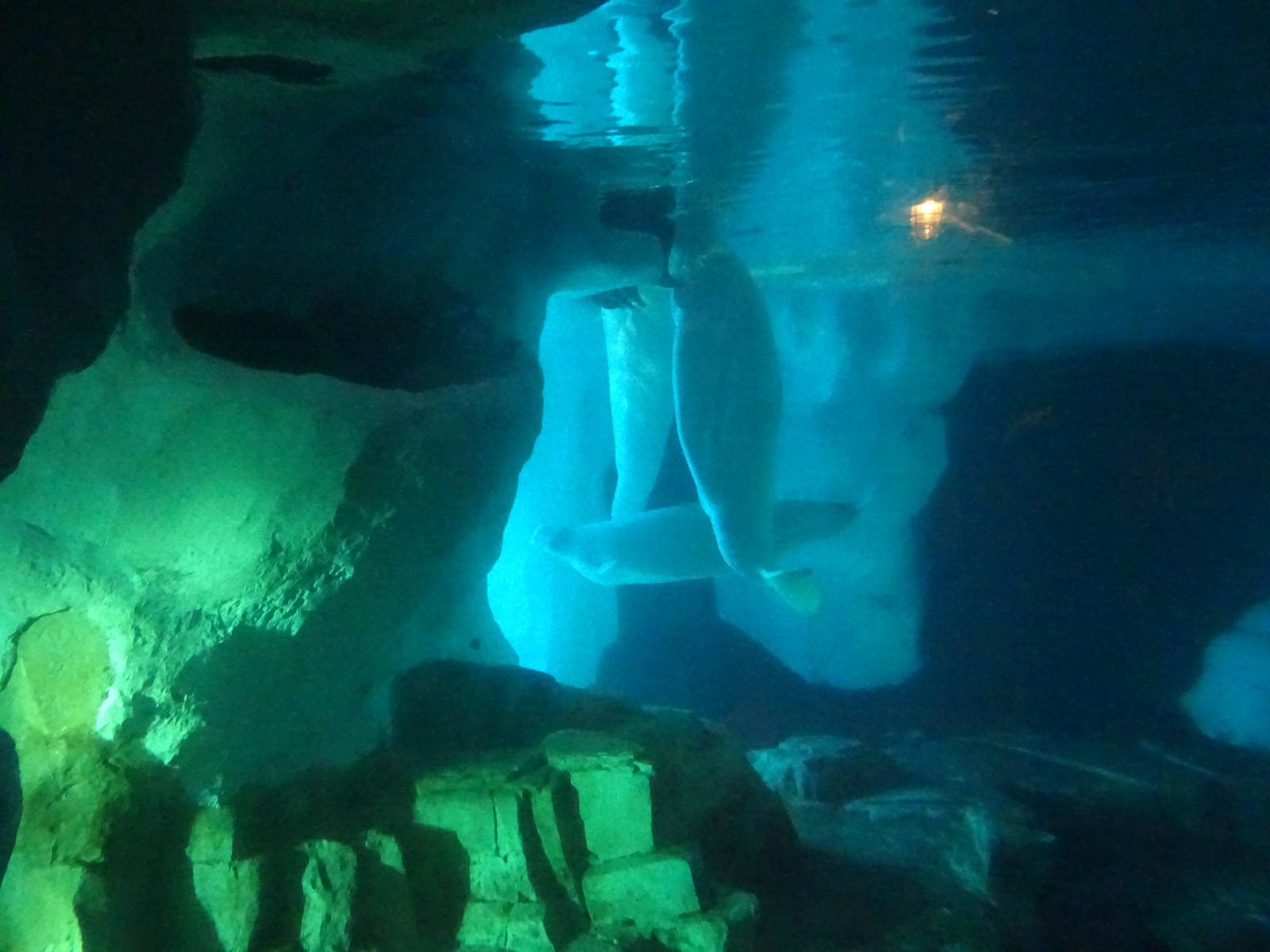Underwater View of the Beluga Whale Exhibit at SeaWorld Orlando