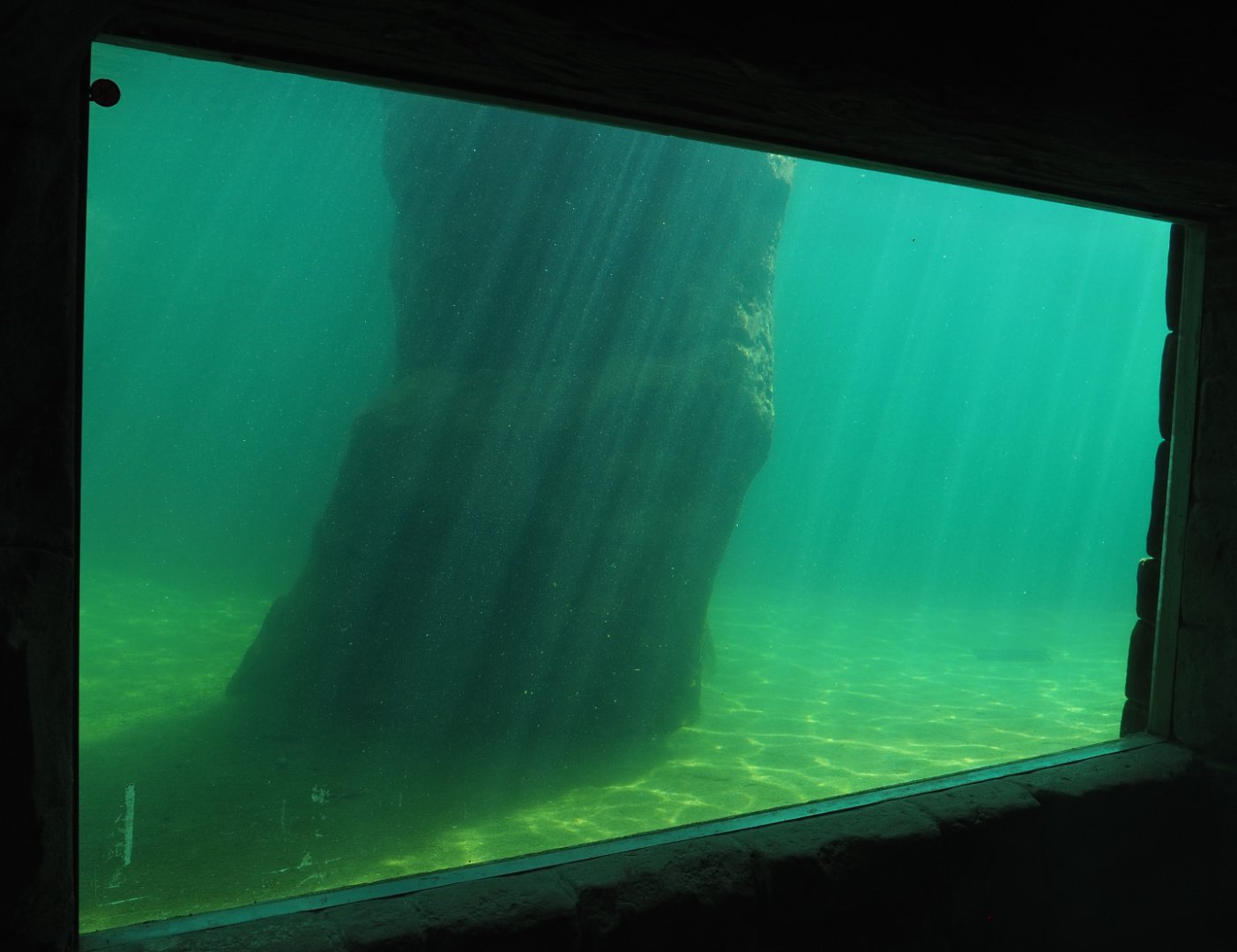 Underwater view of the Cape fur seal exhibit, 2022-06-28