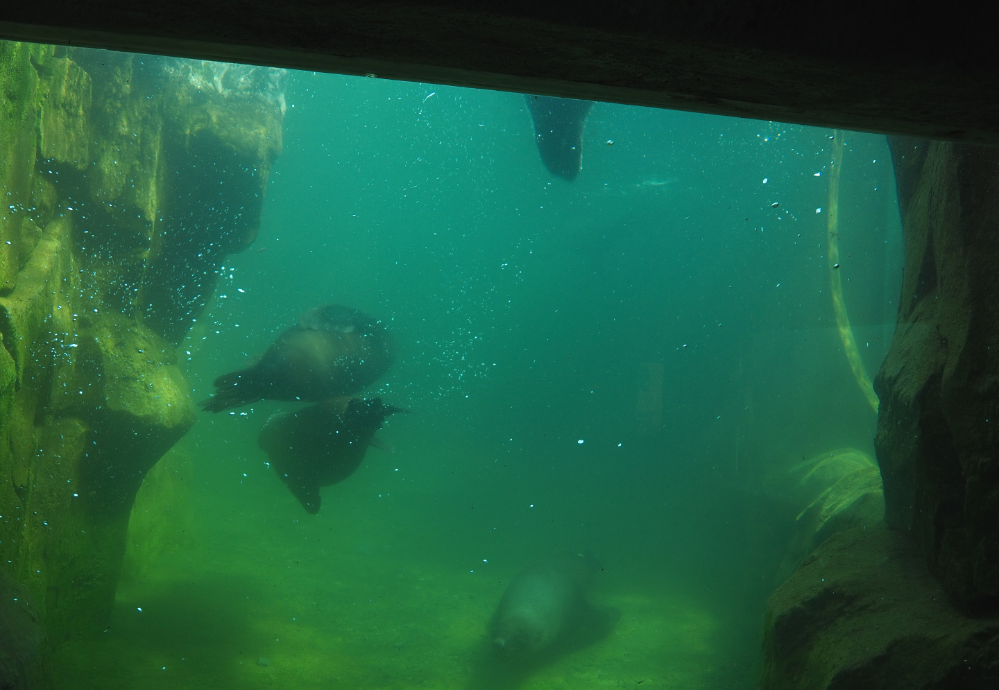 Underwater view of the Cape fur seal exhibit, 2022-06-28