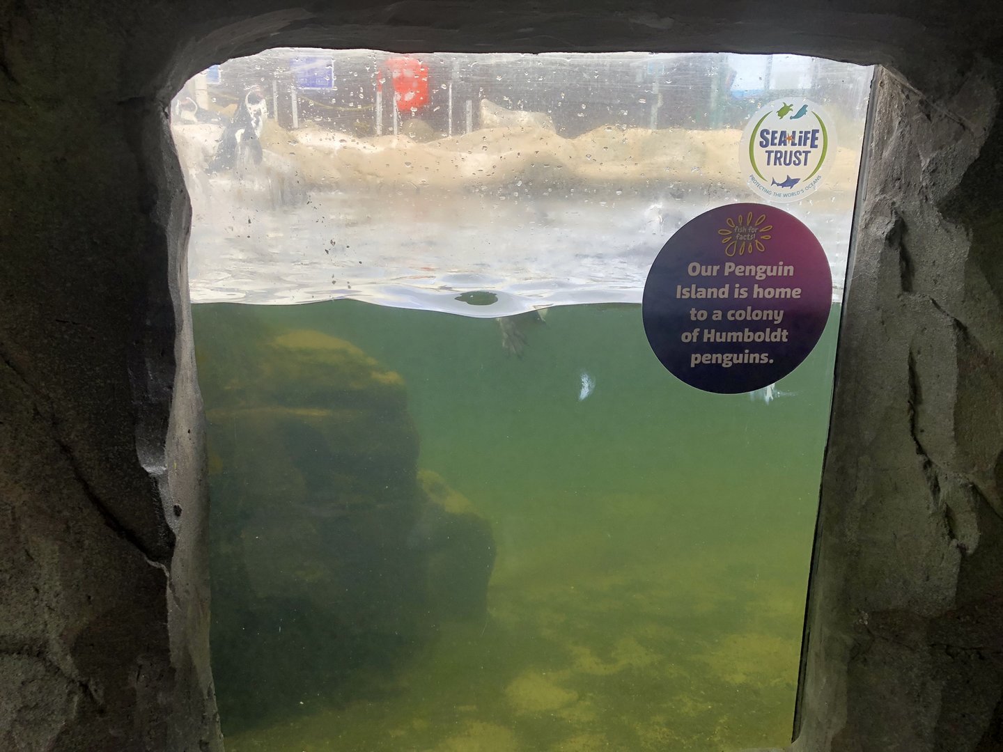 Underwater View of the Humboldt Penguin Enclosure at SEA LIFE Scarborough (September 2022)