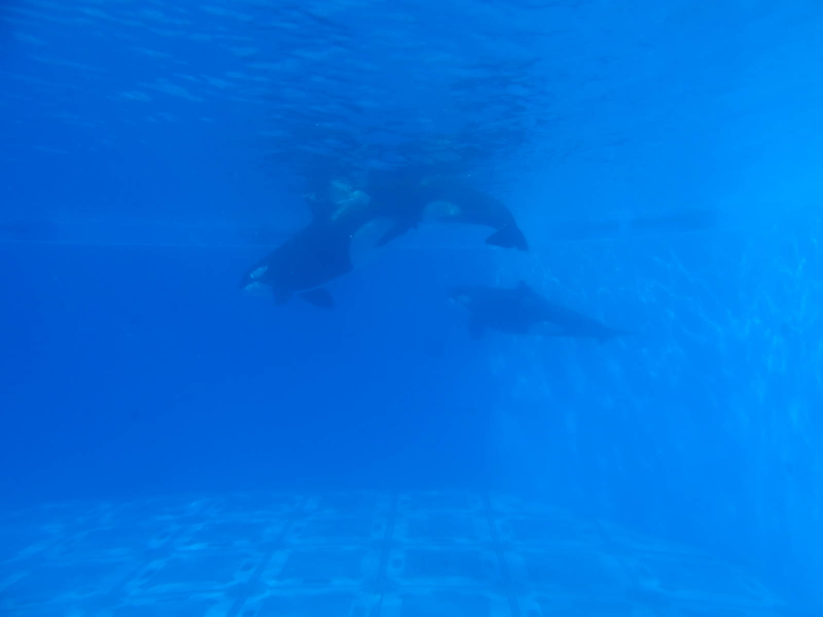 Underwater View of the Killer Whales at SeaWorld Orlando