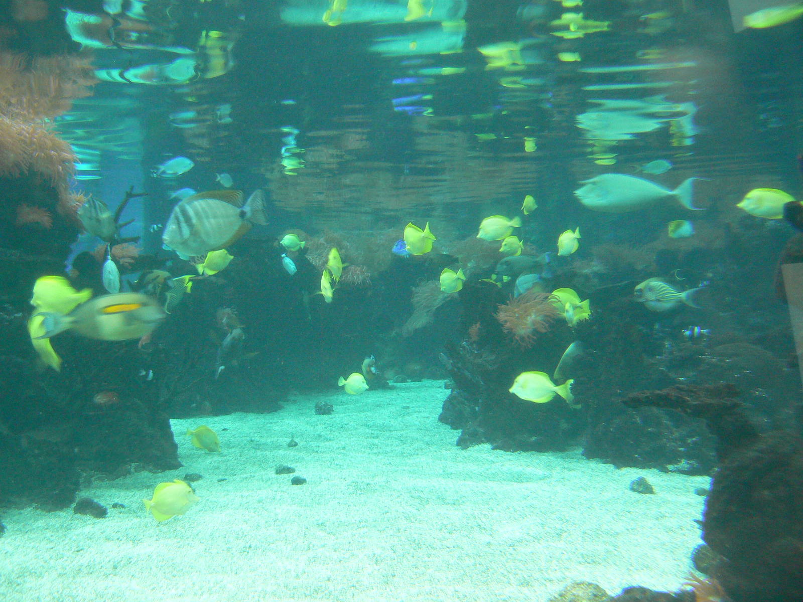 Underwater View of 'The Lagoon Of Light' - 26 March 2016