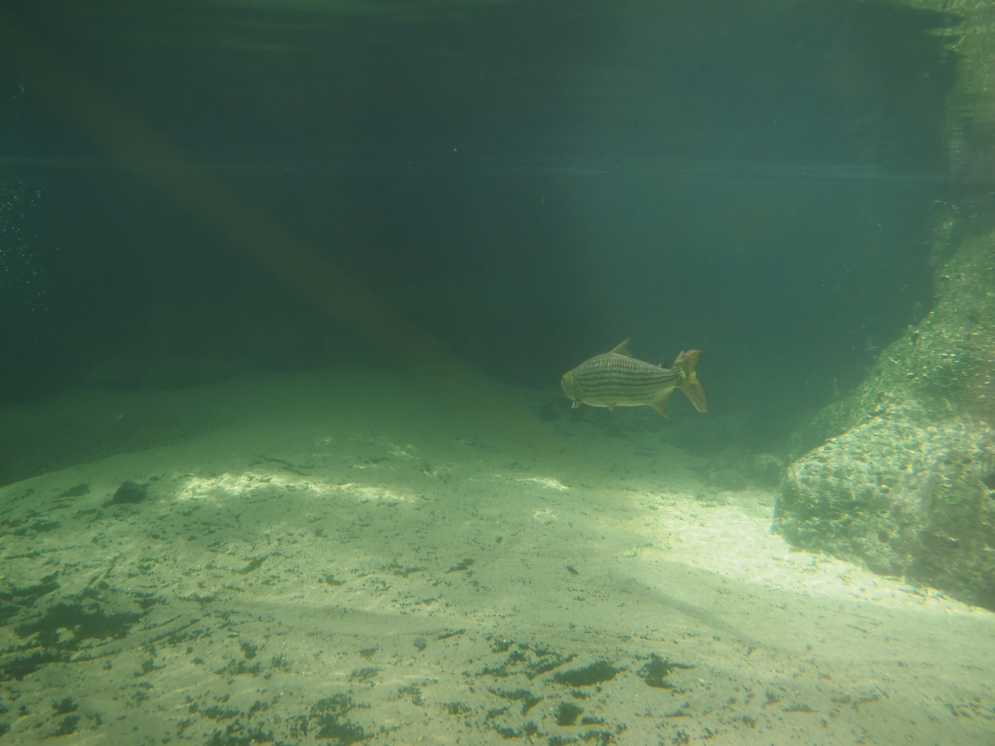 Underwater view of the Nile crocodile exhibits with Common African tigerfish, 2024-06-30