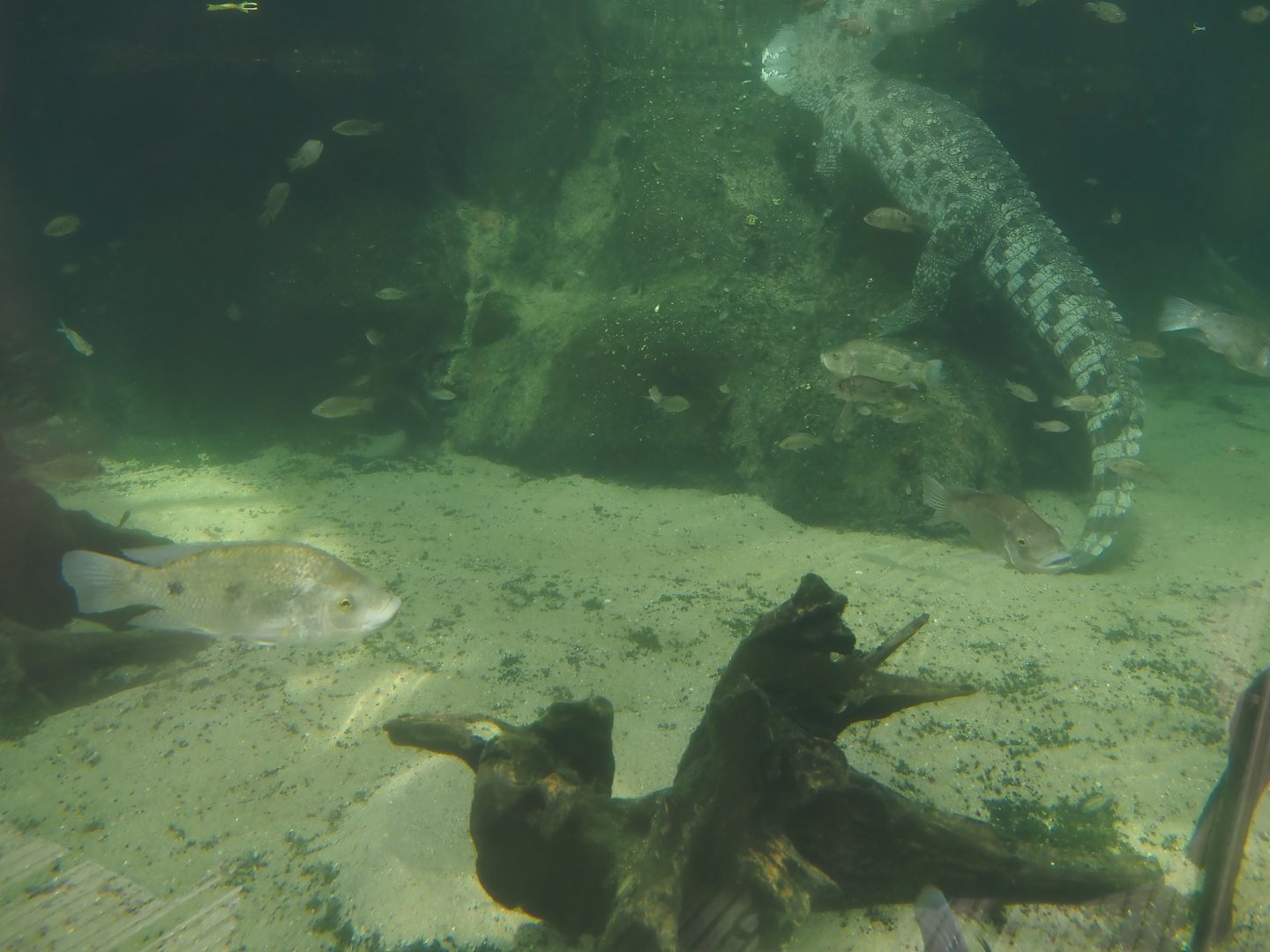 Underwater view of the Nile crocodile exhibits with crocodile and tilapias, 2024-06-30