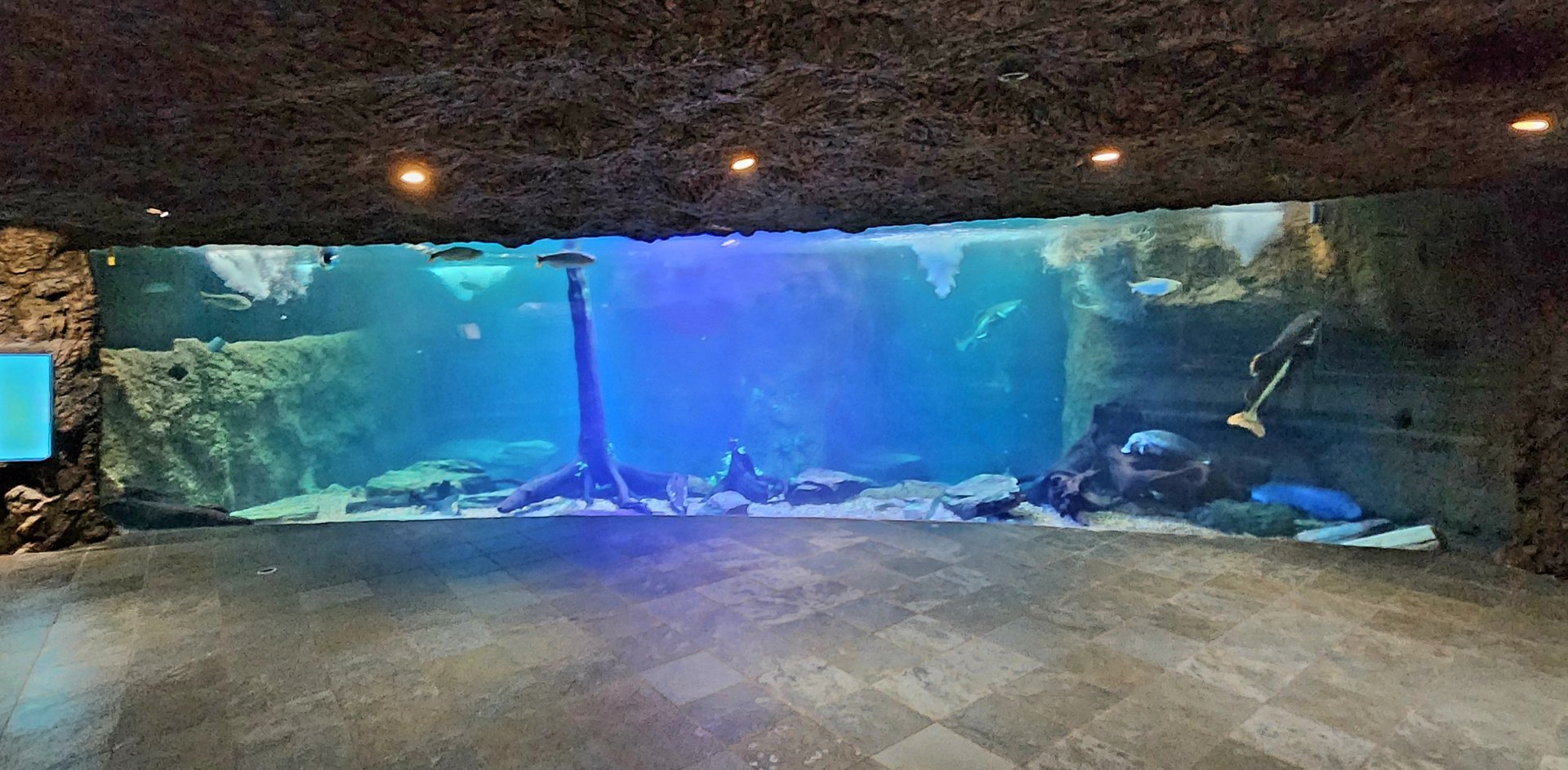 Underwater View of The River (D.W.A.)