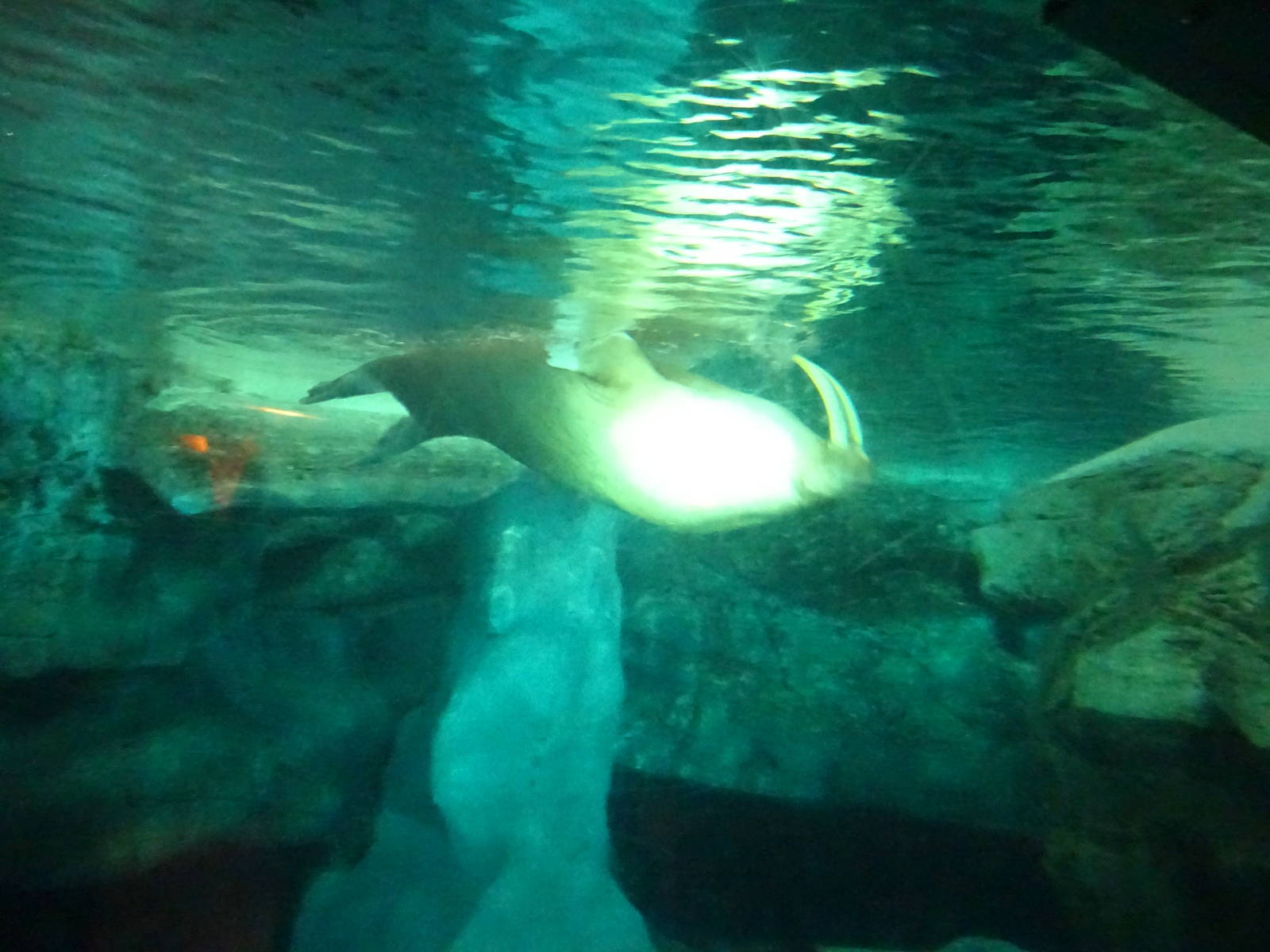 Underwater View of the Walrus Exhibit at SeaWorld Orlando