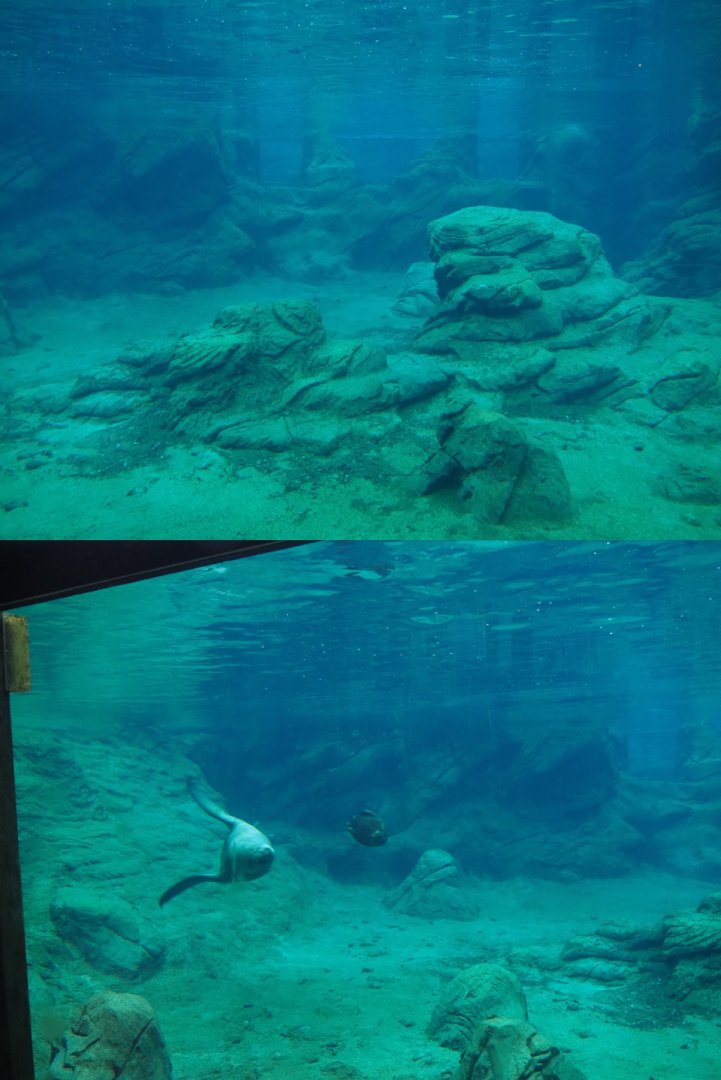 Underwater view Steller's sea lions, 2020-09-03