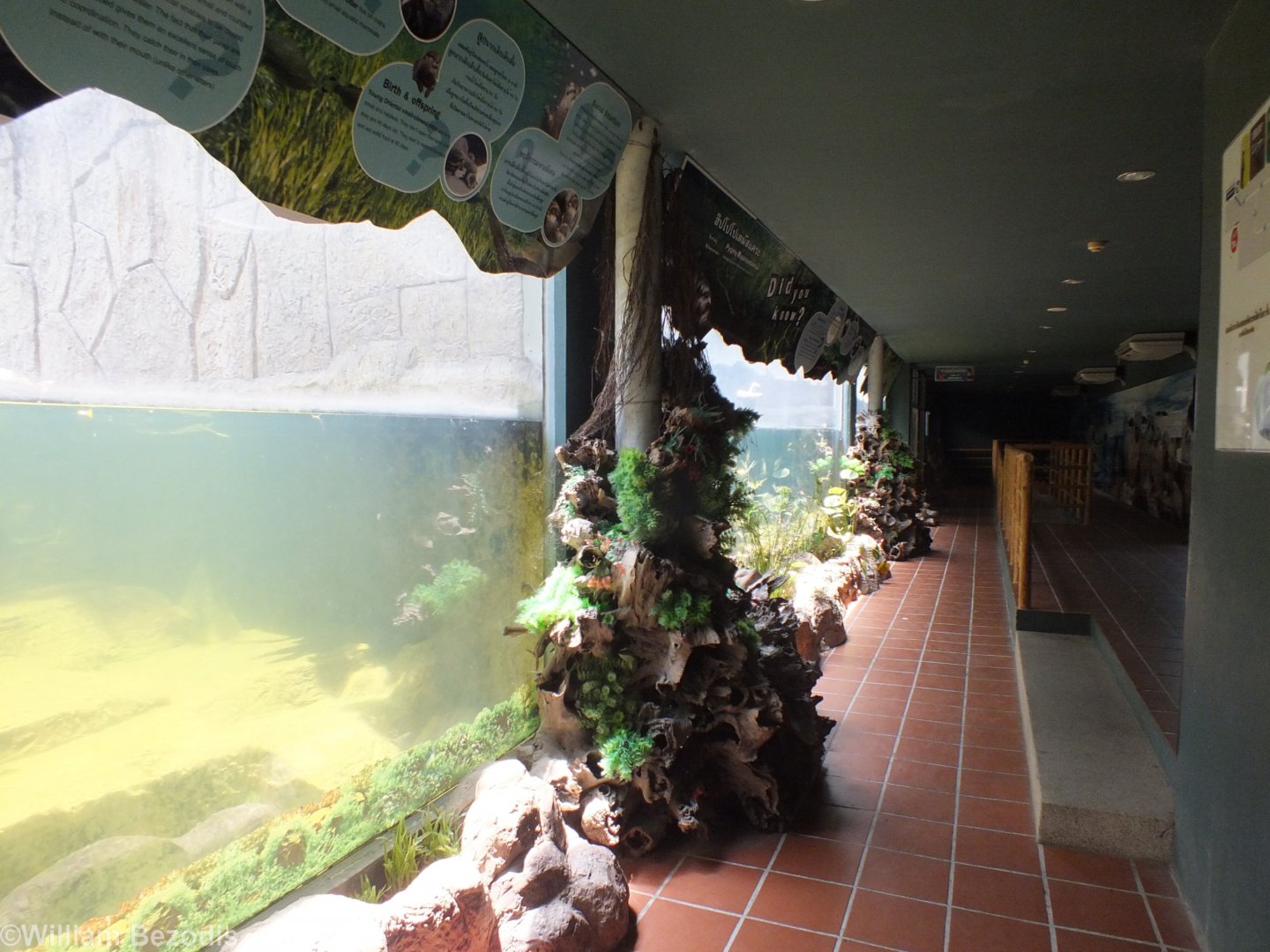 Underwater Viewing Area in Wildlife Wonderland
