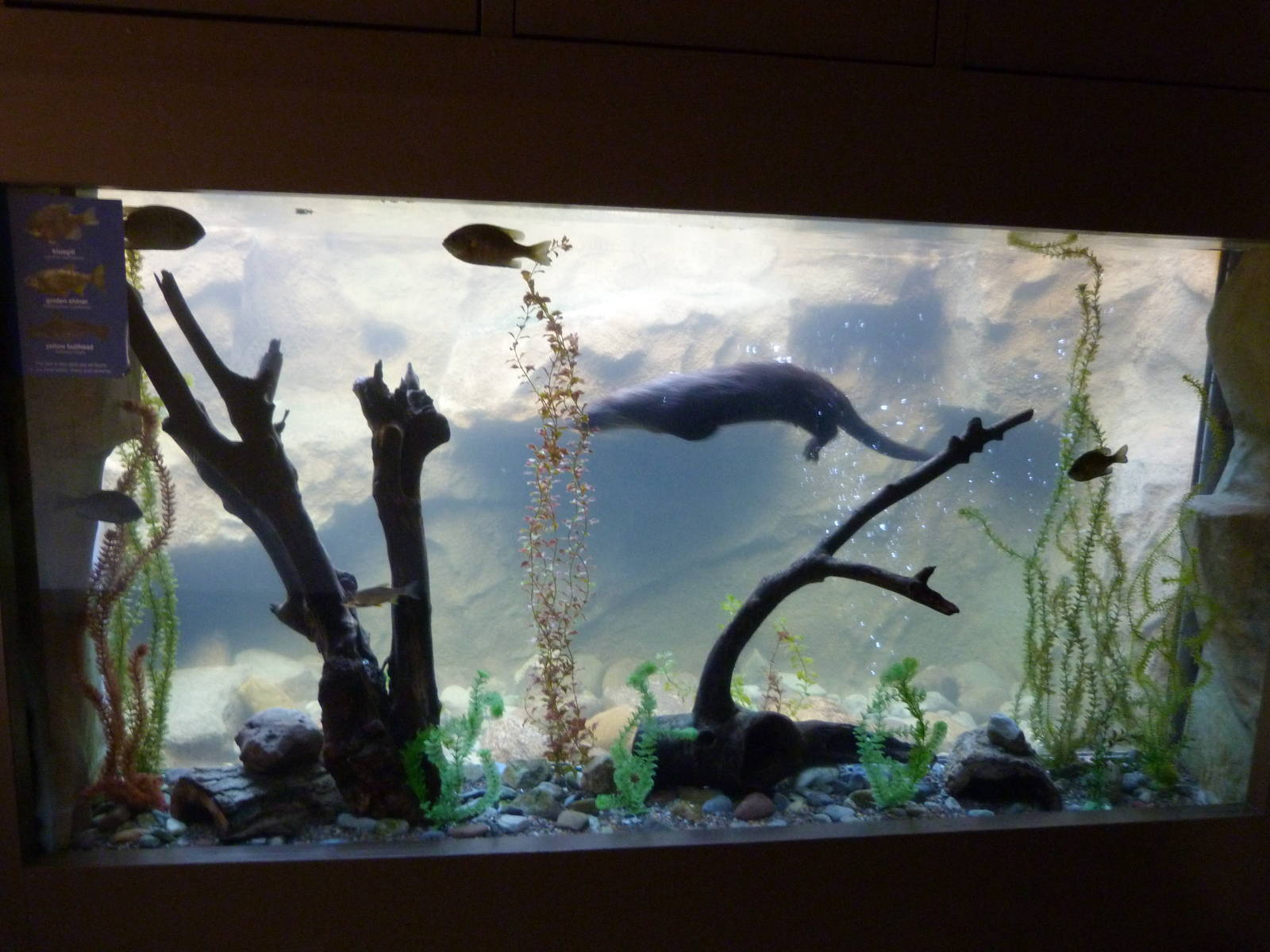 Underwater Viewing Area of Otter Exhibit
