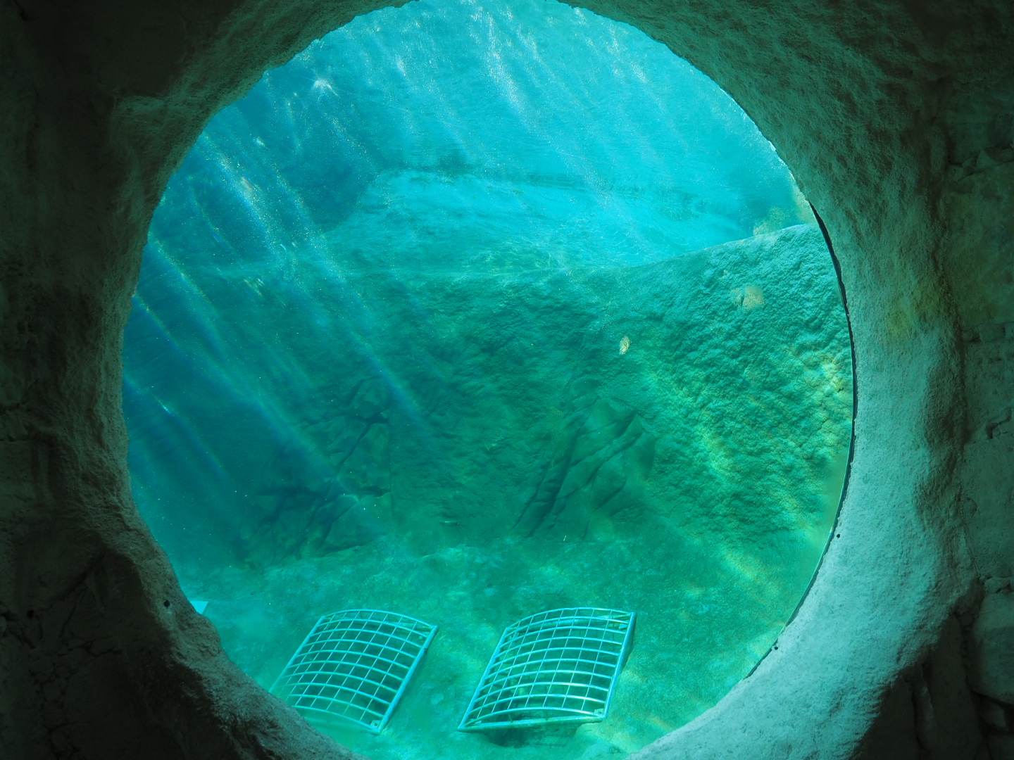 Underwater viewing area Pacific walrus separation exhibit, 2020-09-02