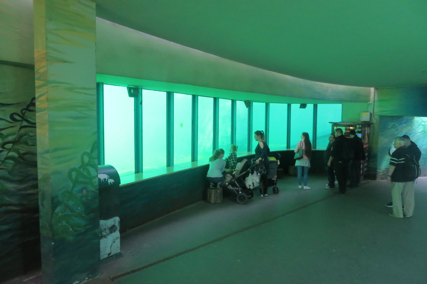 Underwater viewing area - pinnipeds 171018
