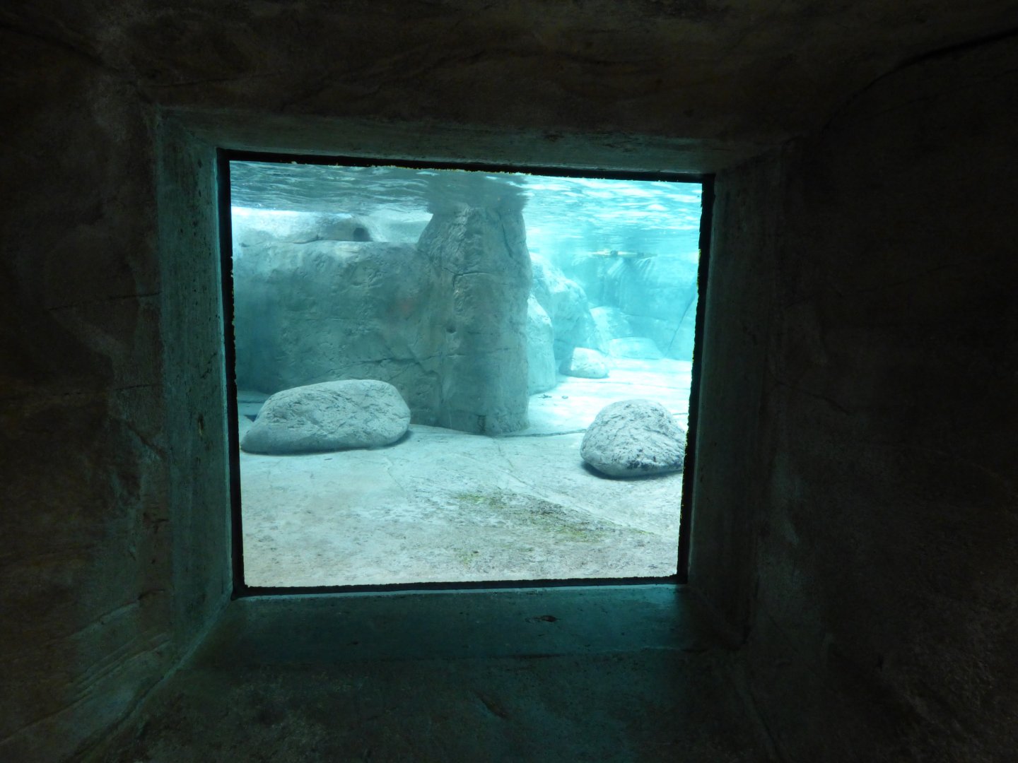 Underwater Viewing Area; River Otter Exhibit - May 2018