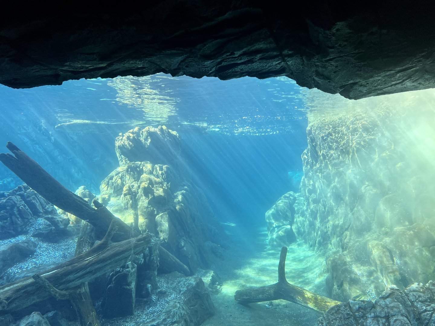 Underwater Viewing Area