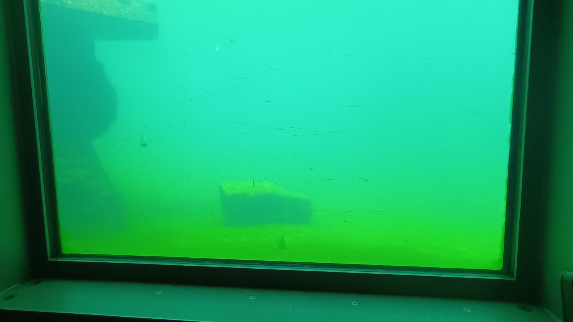 Underwater Viewing California Sea Lion