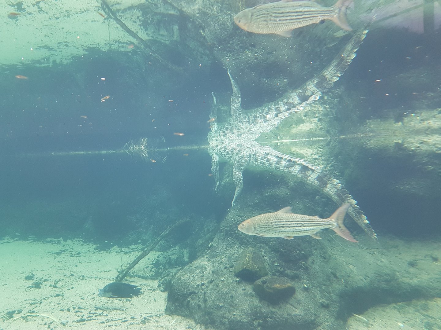 Underwater-viewing Crocodiles