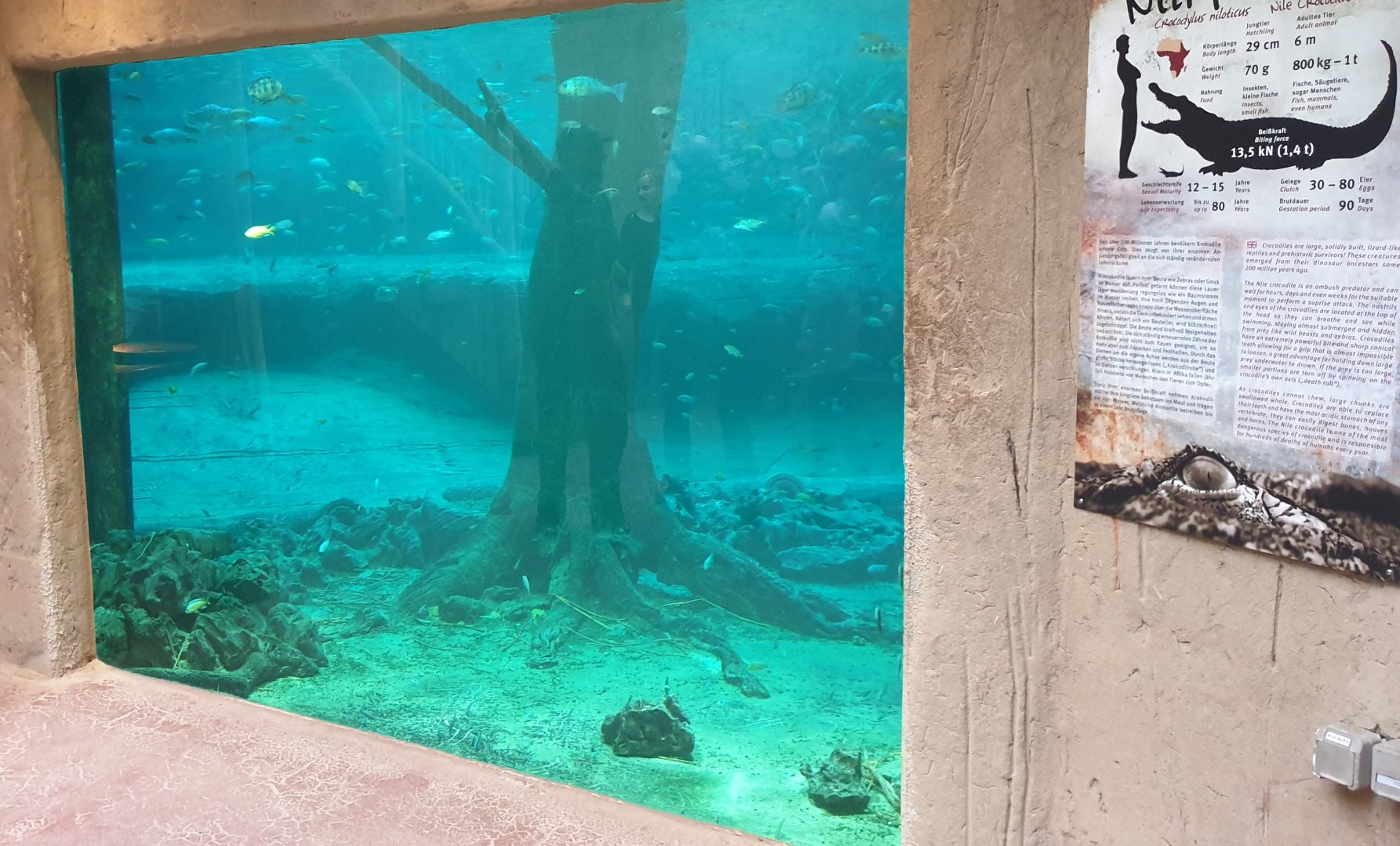 Underwater-viewing Crocodiles