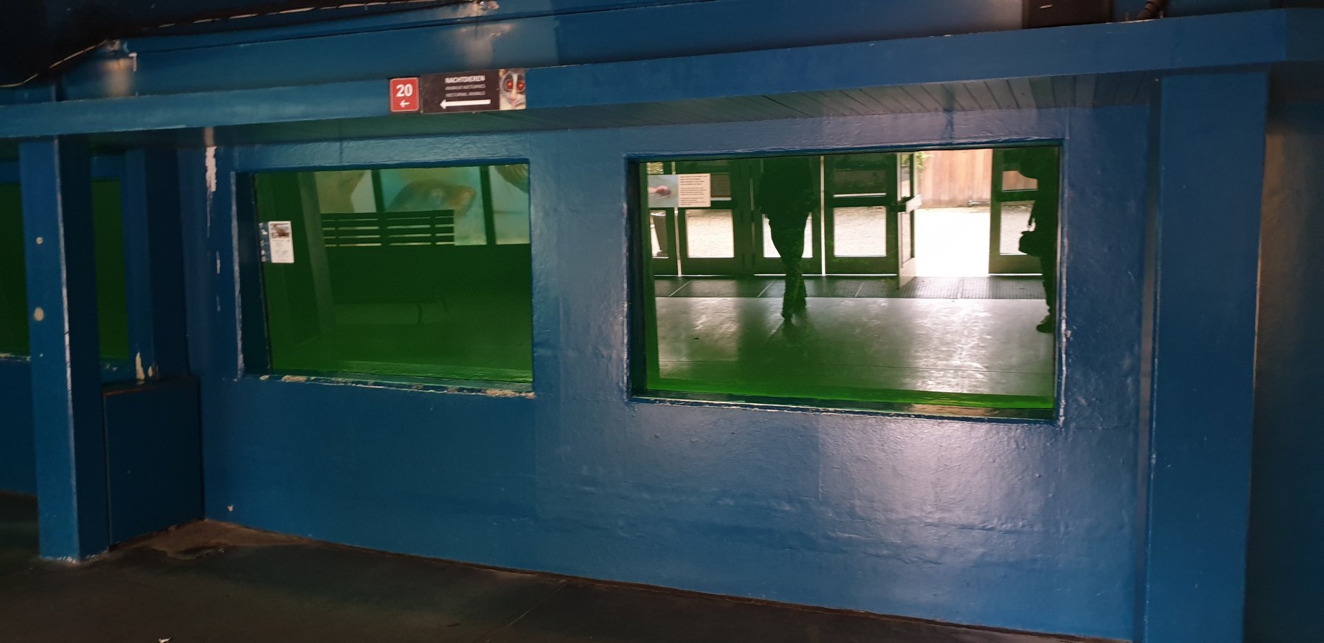 Underwater-viewing current Sea-lion enclosure