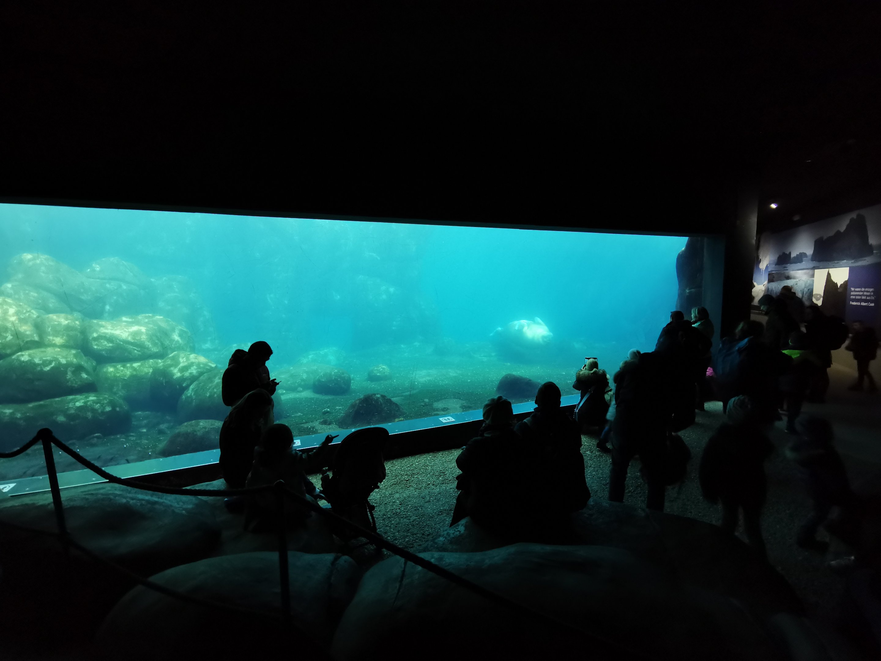 Underwater viewing, Eismeer - Tierpark Hagenbeck
