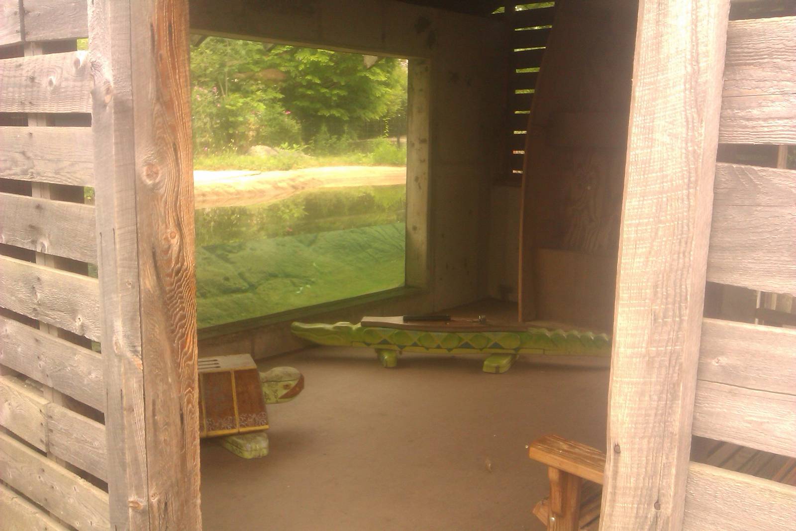 Underwater viewing for American Alligator
