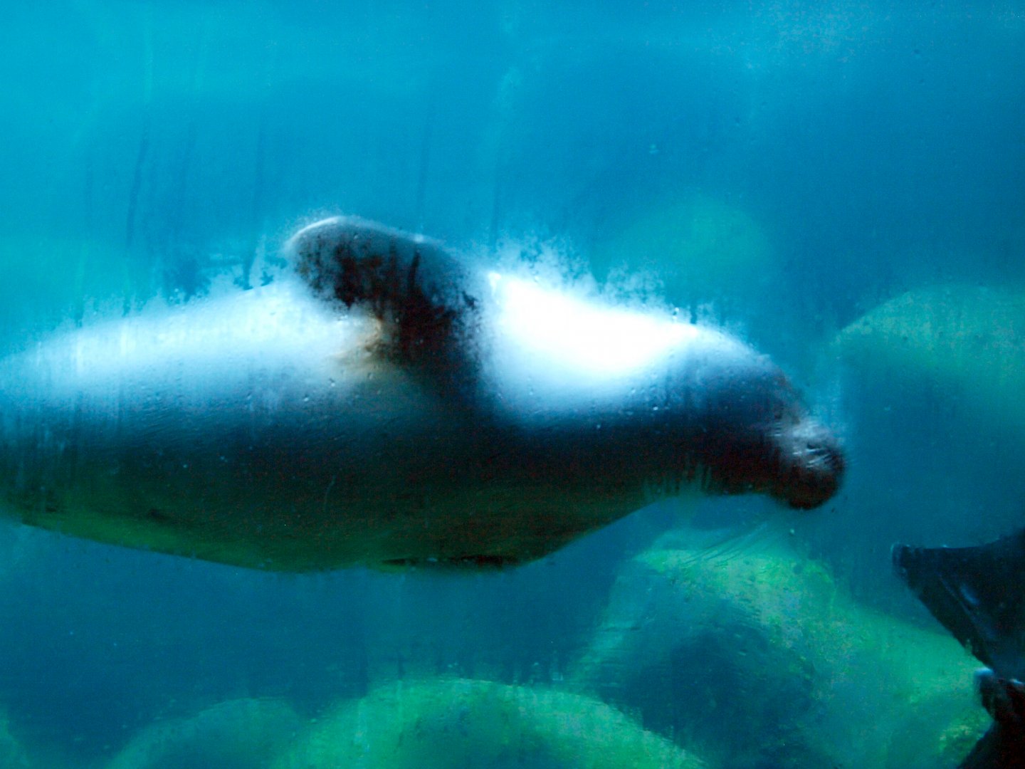 Underwater viewing for Baikal seals