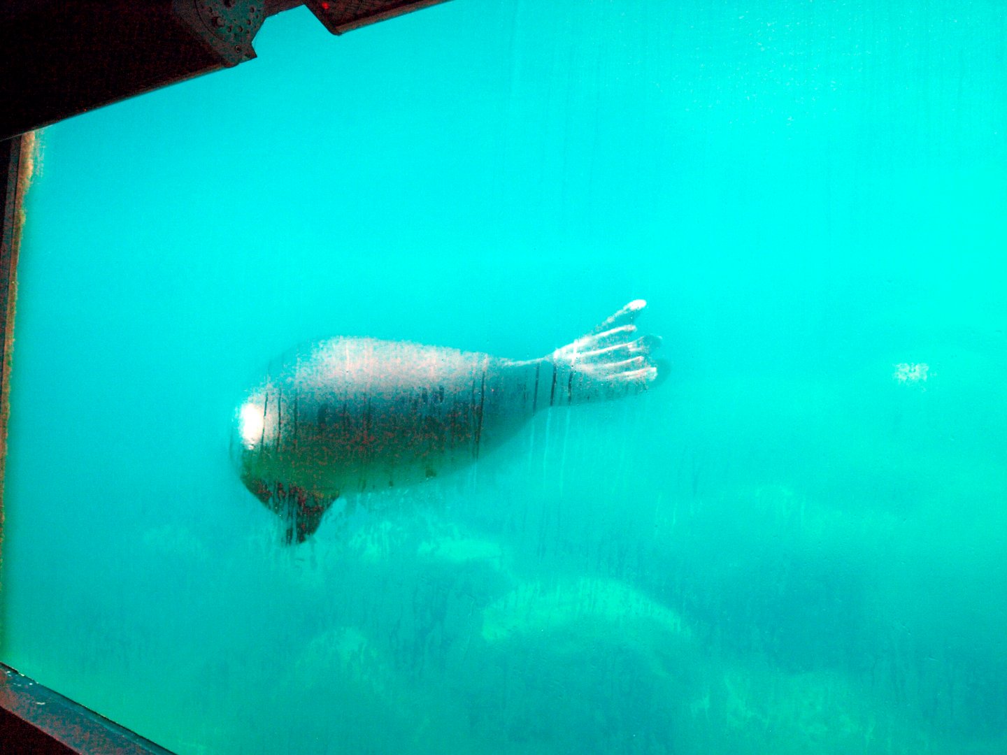 Underwater viewing for Baikal seals