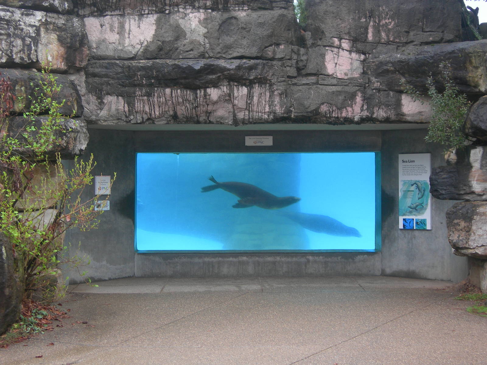 underwater viewing for California Sea Lion