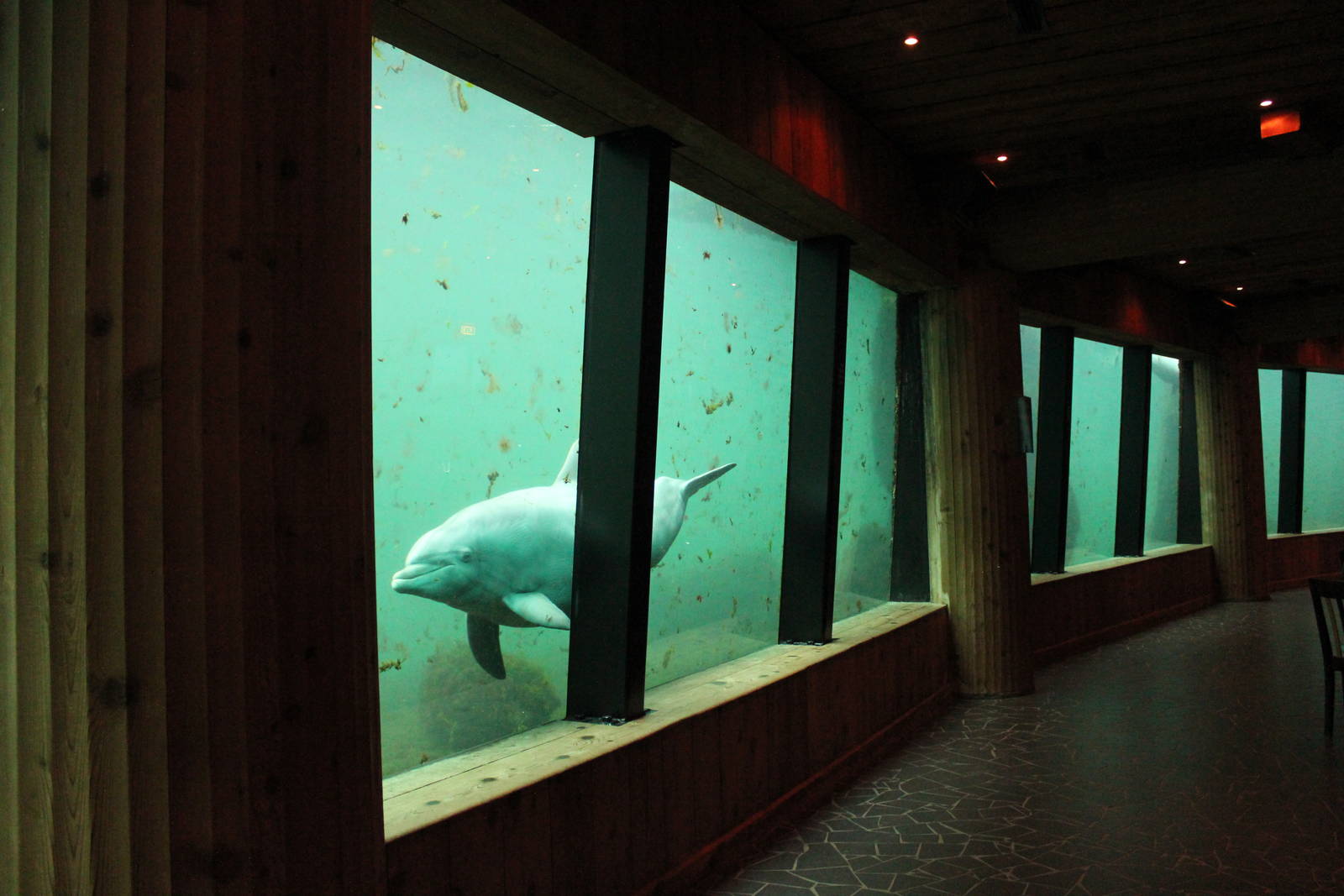 Underwater viewing for Common bottlenose dolphins
