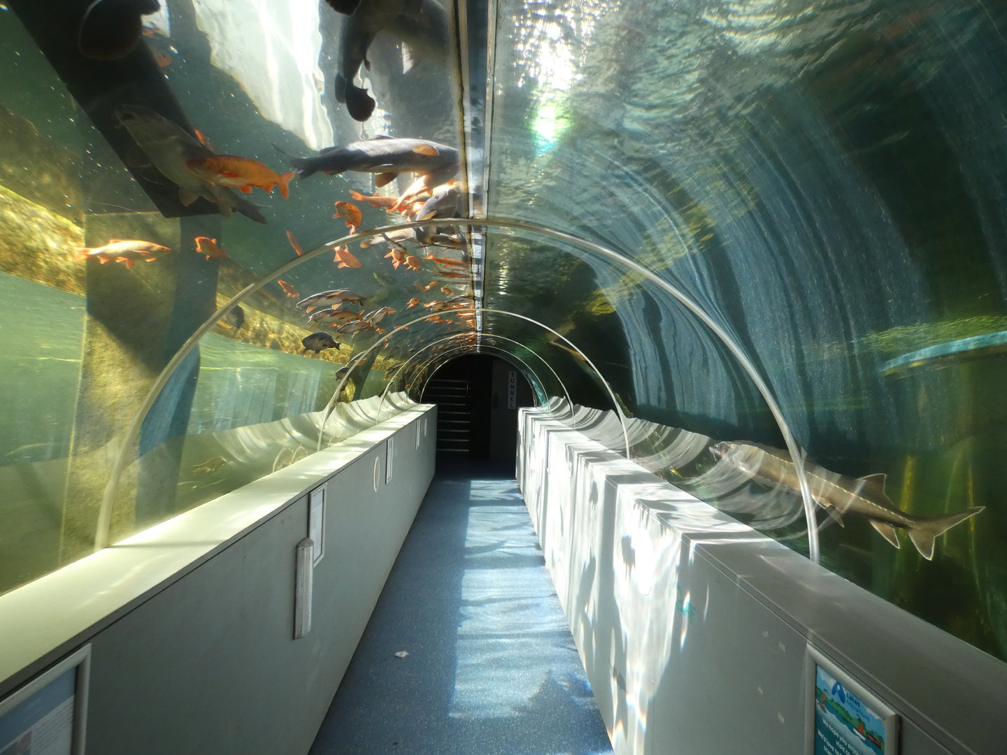 Underwater viewing for 'Lake Windermere tank'