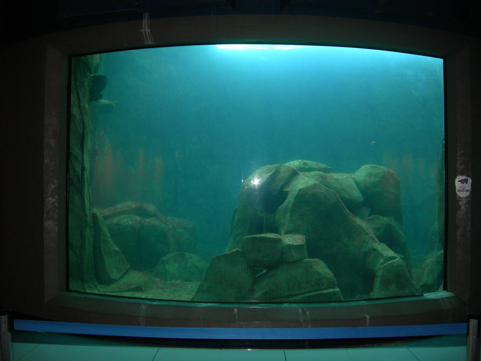 underwater viewing for Northern Sea Otter
